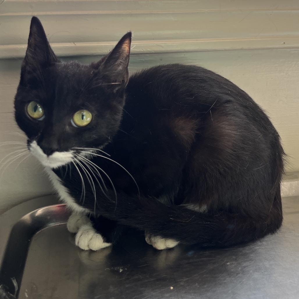 Kia, Adoptable, Adult Female Domestic Short Hair.