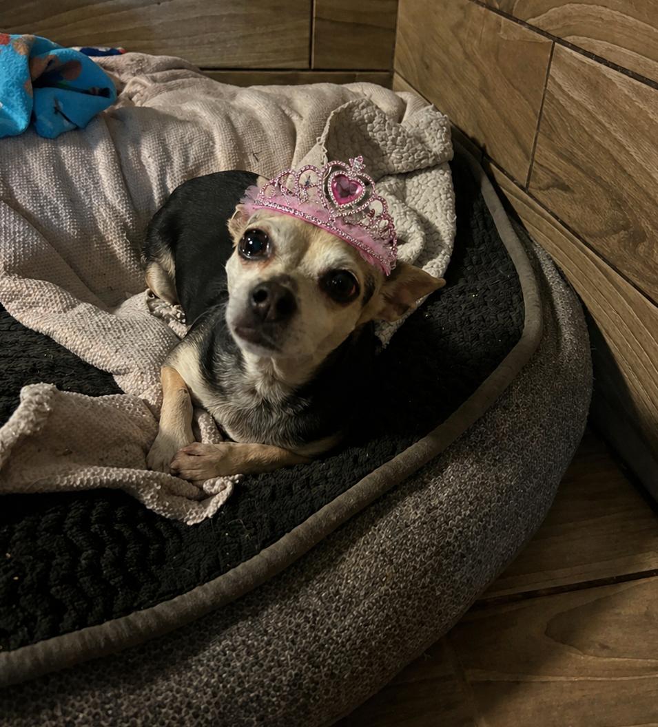 Coral, Adoptable, Adult Female Chihuahua.