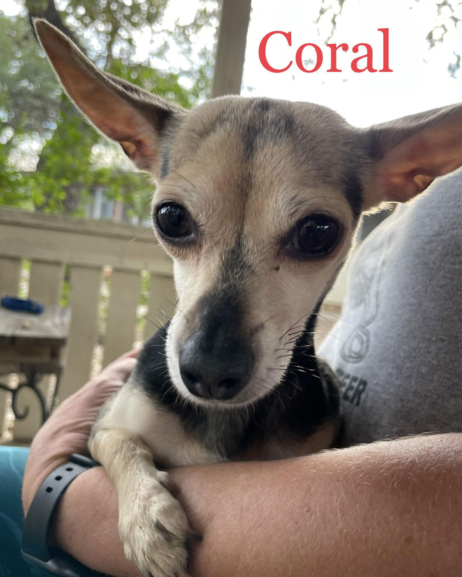 Enlarge Coral, a Adoptable Chihuahua in Pipe Creek, TX image 1/2