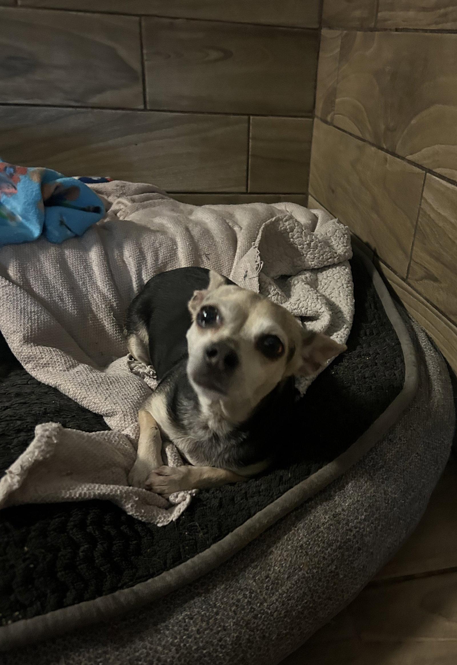 Enlarge Coral, a Adoptable Chihuahua in Pipe Creek, TX image 3/3