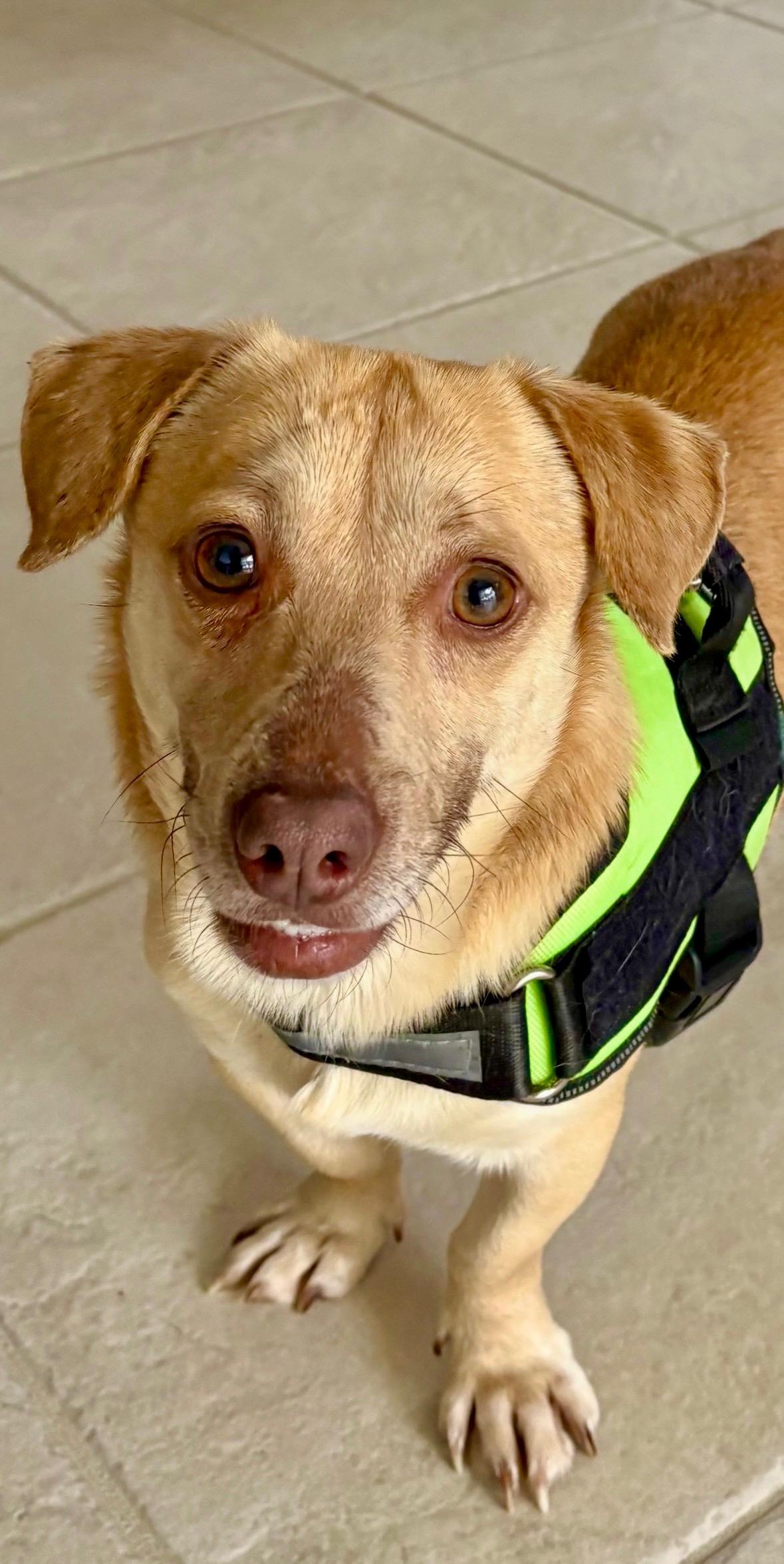 Enlarge Axel, a ADOPTABLE mixed breed in Port Saint Lucie, FL image 2/6