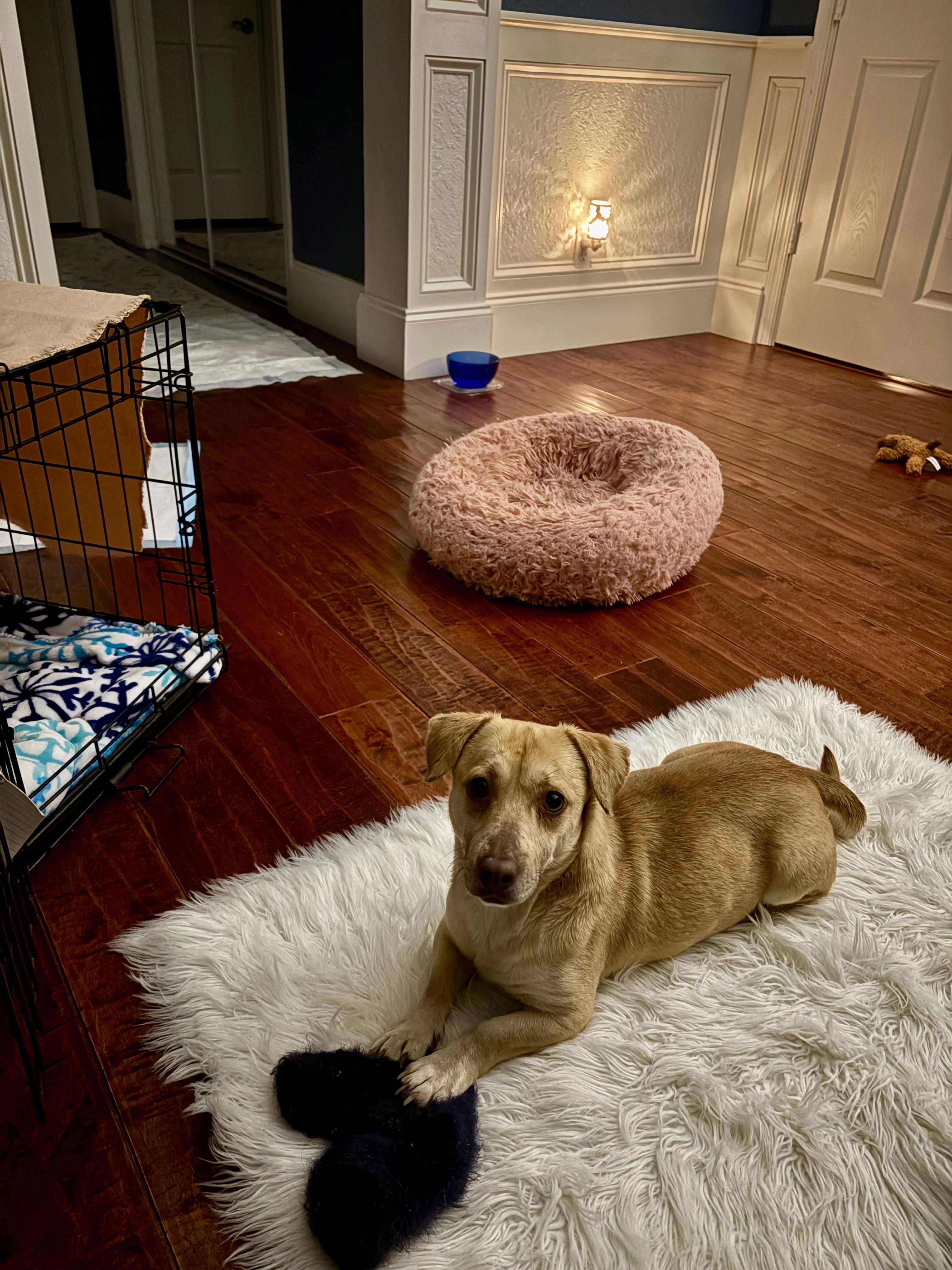 Enlarge Axel, a ADOPTABLE mixed breed in Port Saint Lucie, FL image 4/6