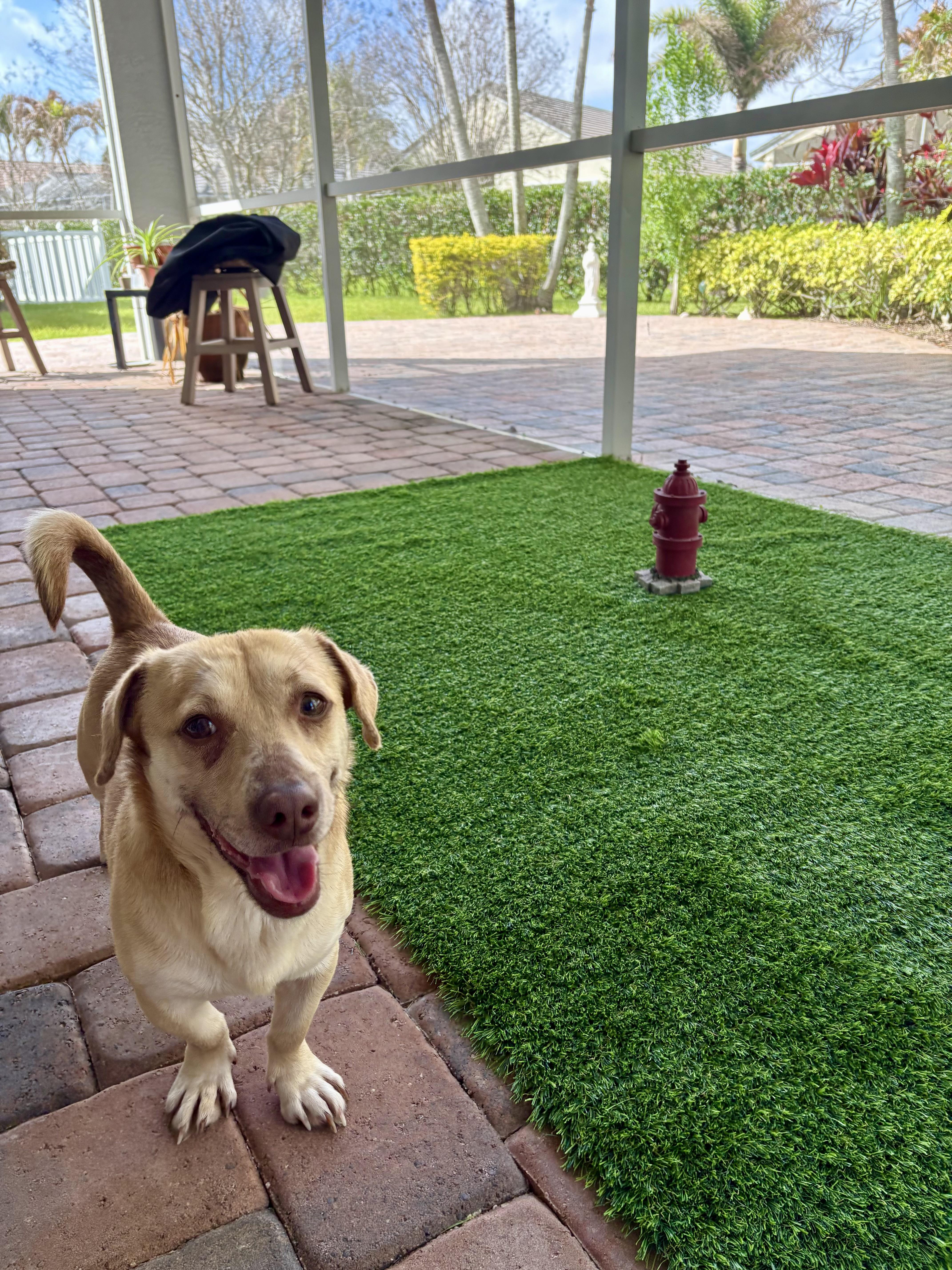 Enlarge Axel, a ADOPTABLE mixed breed in Port Saint Lucie, FL image 3/6