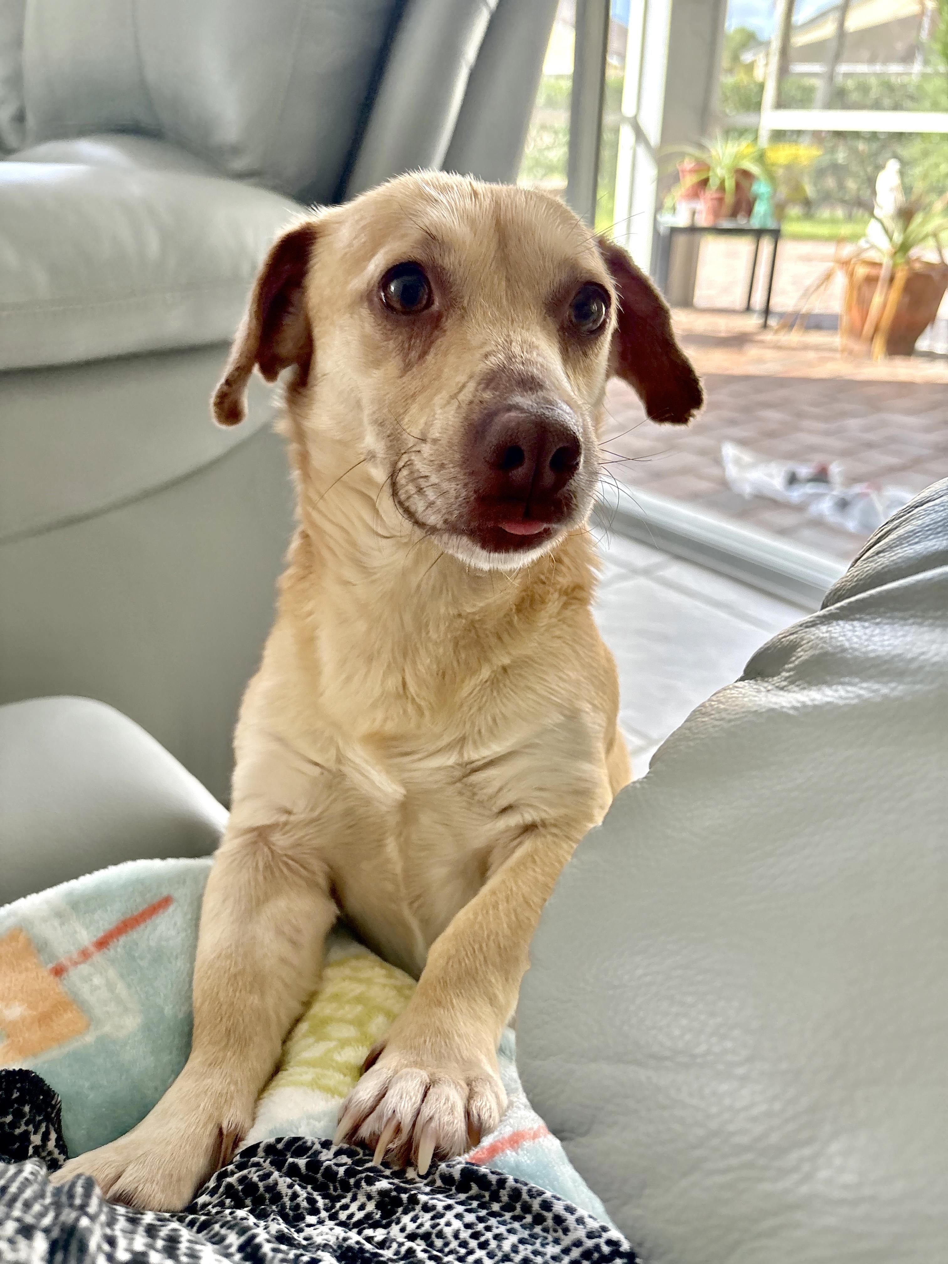 Axel, ADOPTABLE, Adult Male Dachshund & Labrador Retriever.