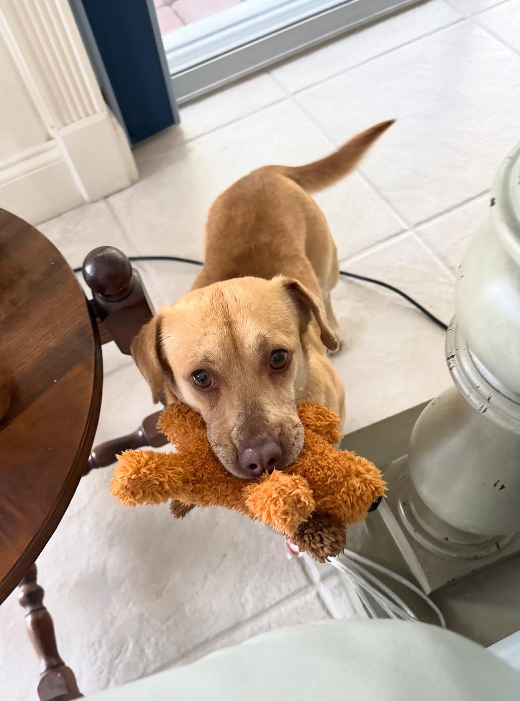 Enlarge Axel, a ADOPTABLE mixed breed in Port Saint Lucie, FL image 6/6