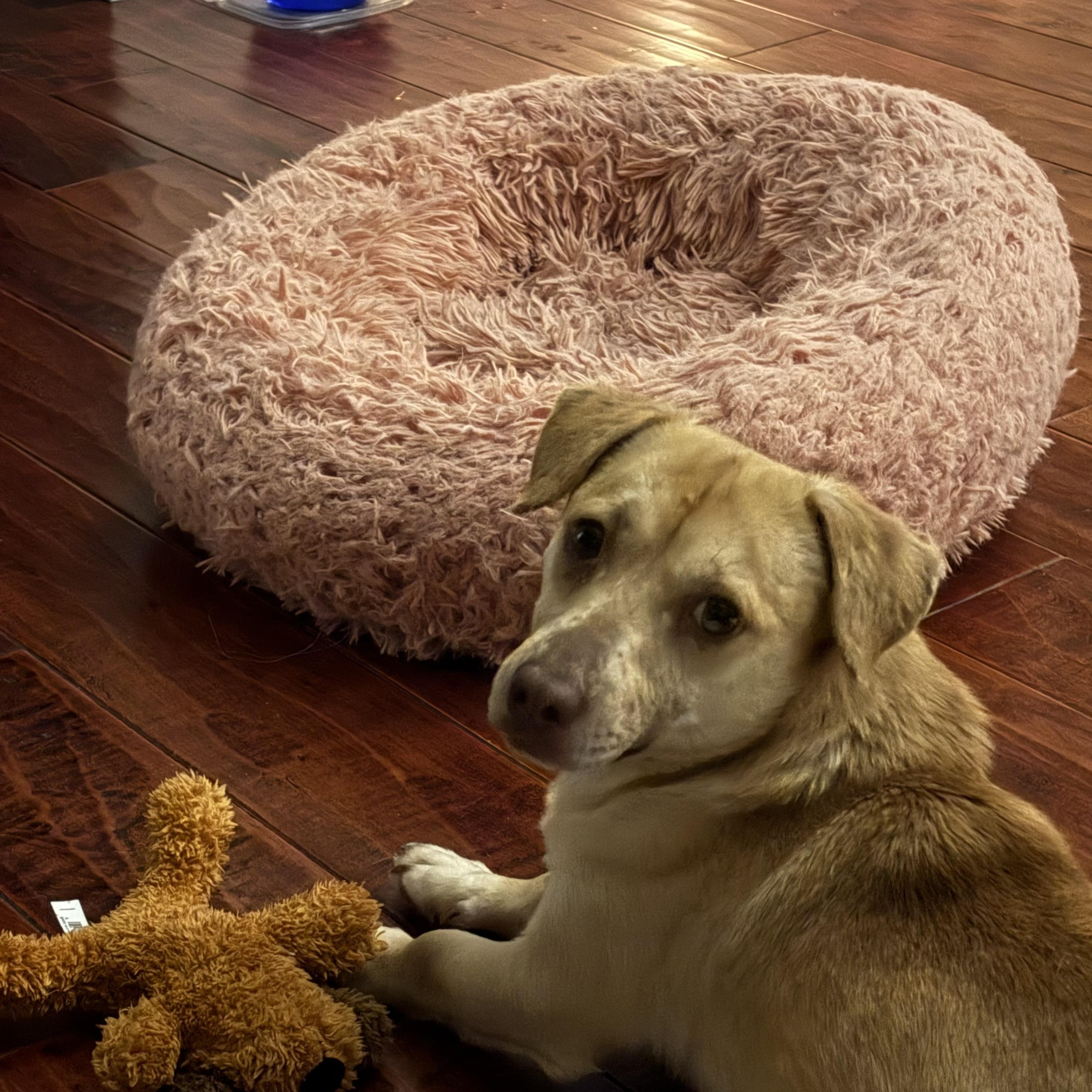 Enlarge Axel, a ADOPTABLE mixed breed in Port Saint Lucie, FL image 5/6