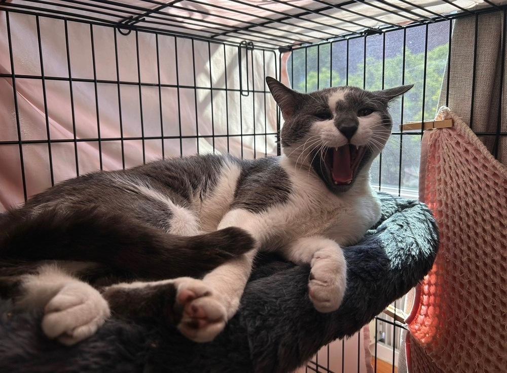 Ollie *foster to adopt*, Adoptable, Young Male Domestic Short Hair.