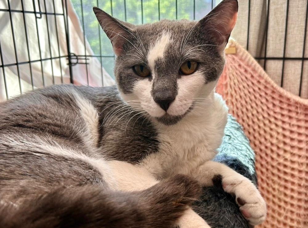 Ollie *foster to adopt*, a Adoptable Domestic Short Hair in New York, NY image 2/3