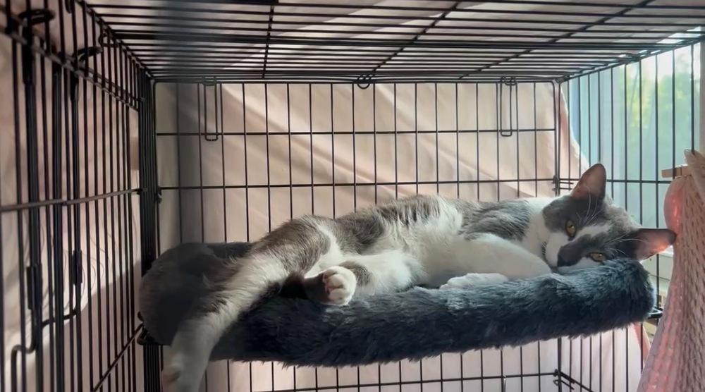Ollie *foster to adopt*, a Adoptable Domestic Short Hair in New York, NY image 3/3