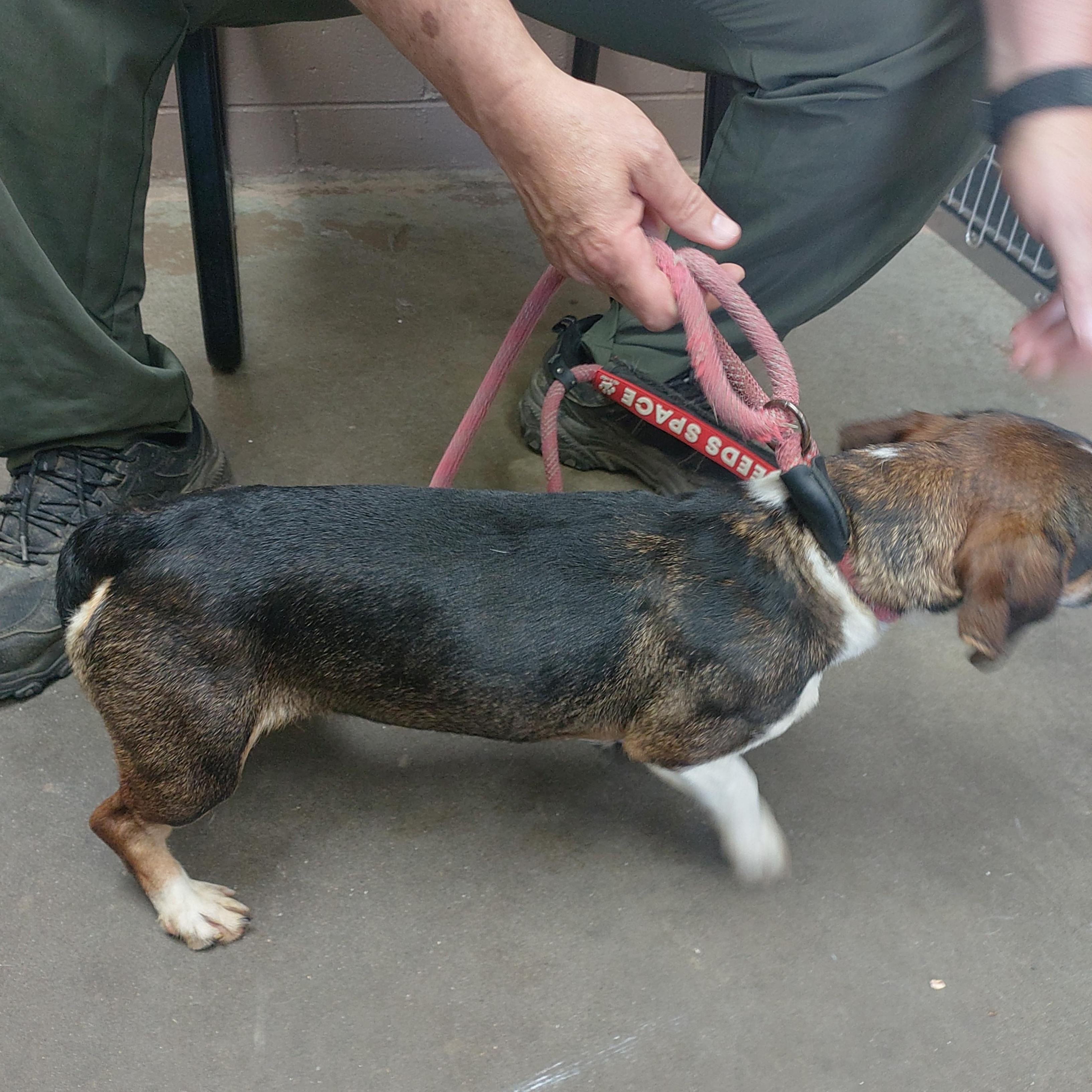 26-059, an adopted mixed breed in Carrollton, OH image 3/3