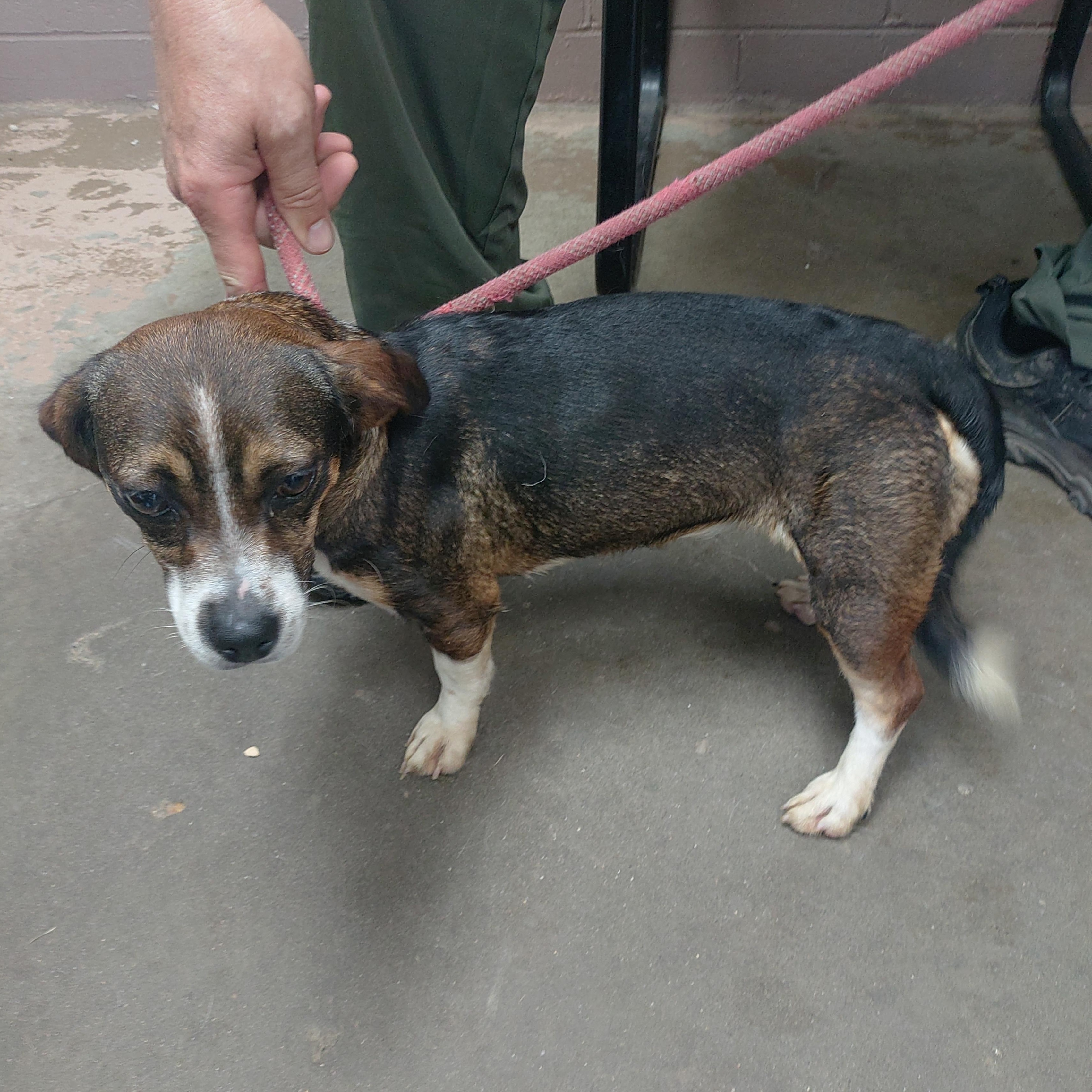 26-059, an adopted mixed breed in Carrollton, OH image 2/3
