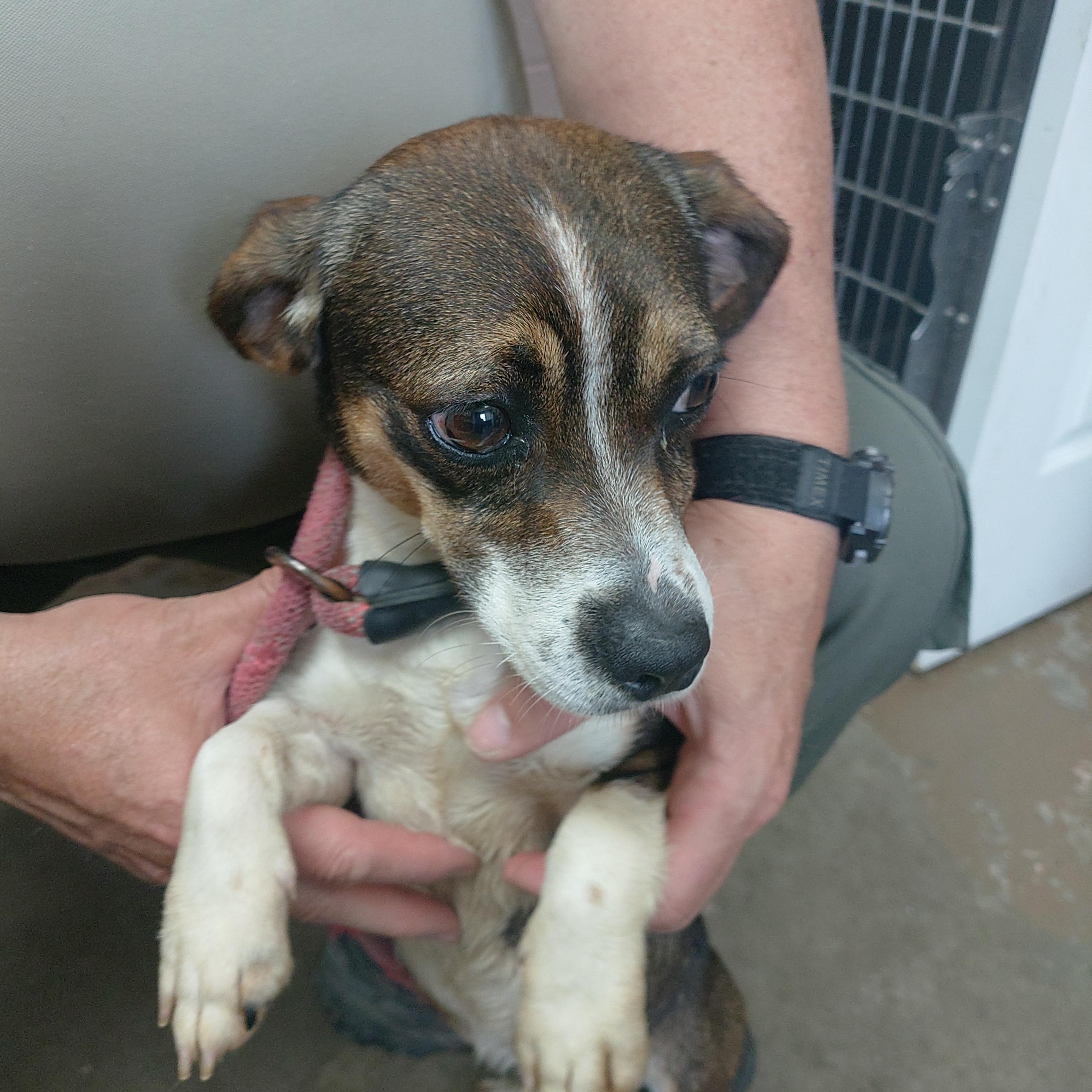 26-059, adopted, Young Female Beagle.