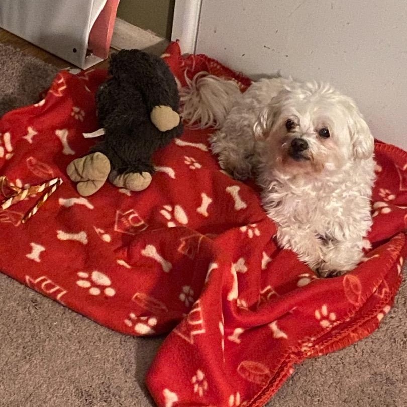 Connor, ADOPTABLE, Senior Male Maltese.