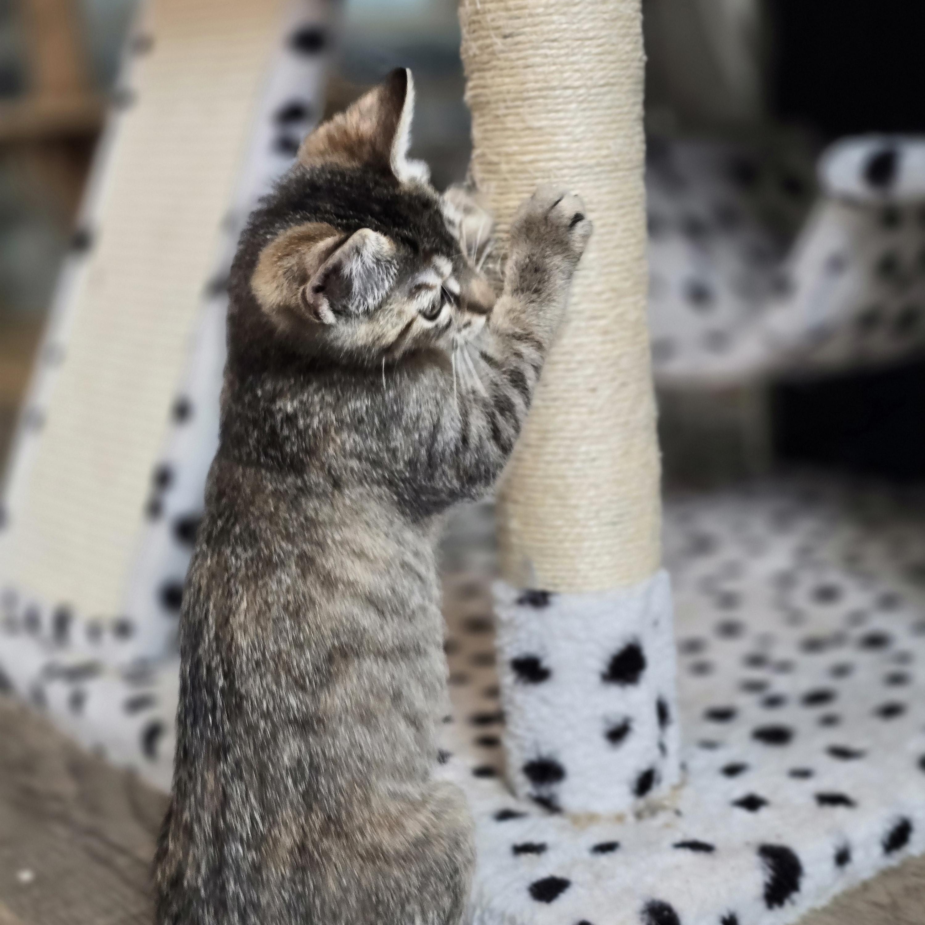 Enlarge Caboose, a Adoptable Torbie in Lacey, WA image 2/3