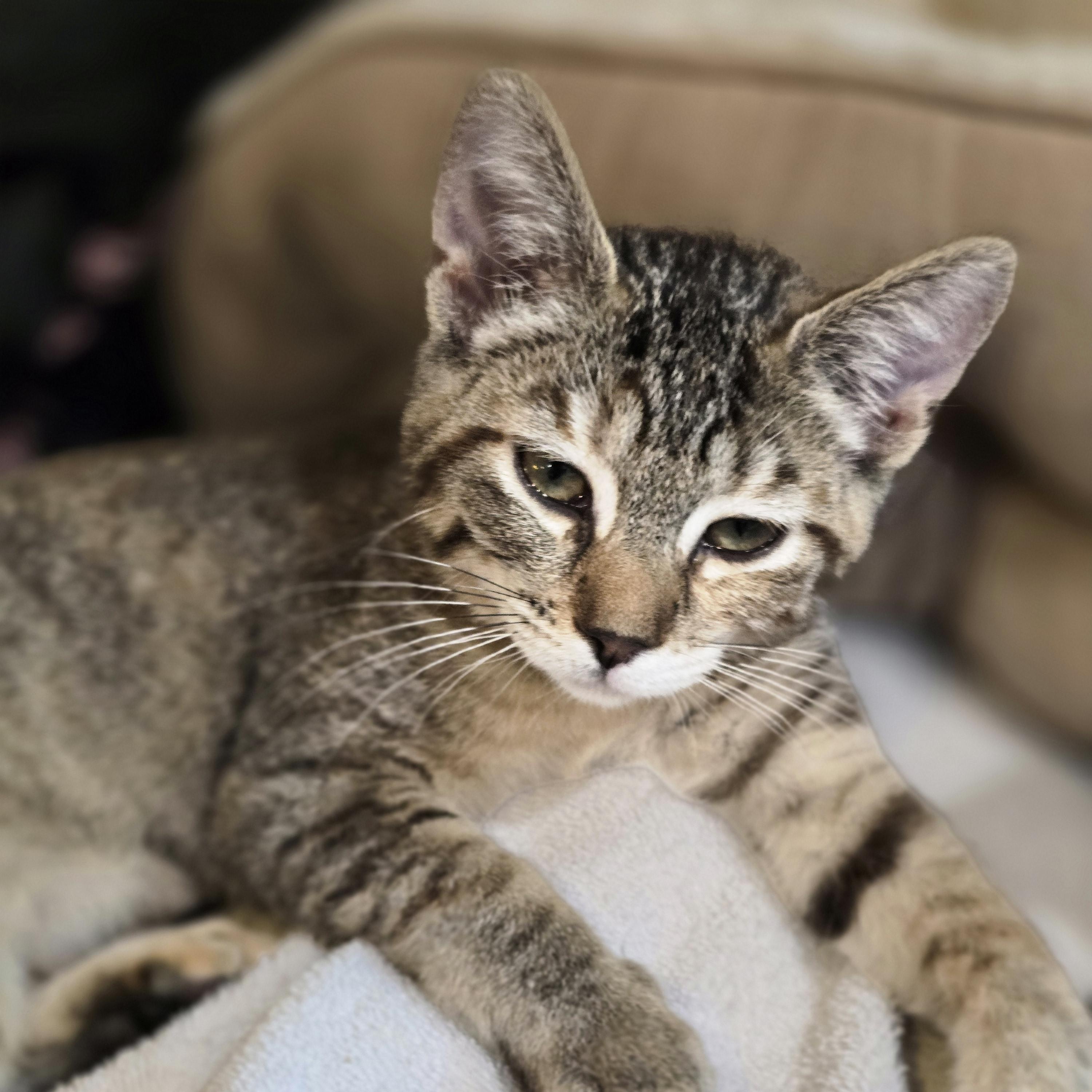 Enlarge Caboose, a Adoptable Torbie in Lacey, WA image 3/3