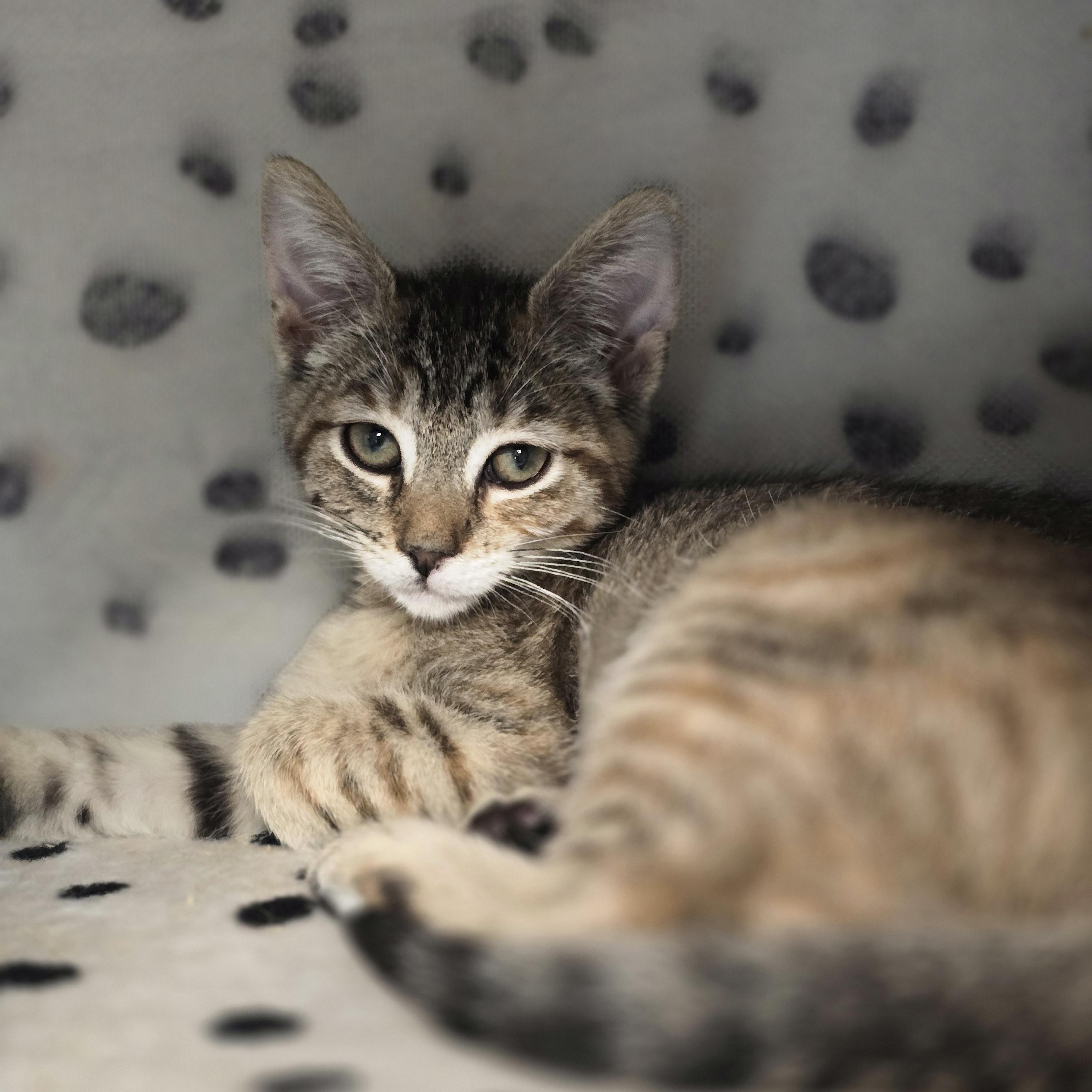 Caboose, Adoptable, Kitten Female Torbie.