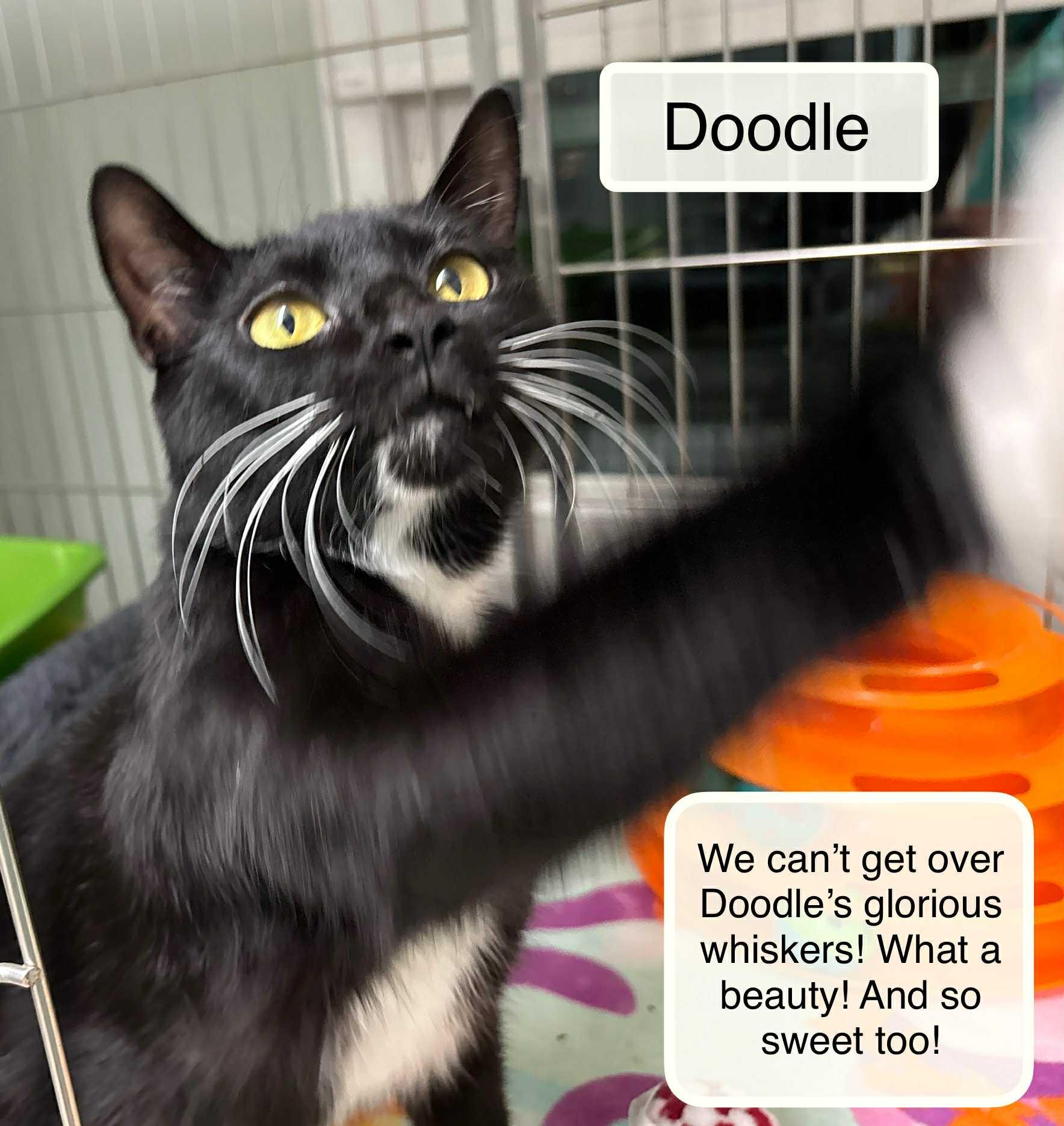 Doodle, a Adoptable Domestic Short Hair in Ellicott City, MD image 2/5