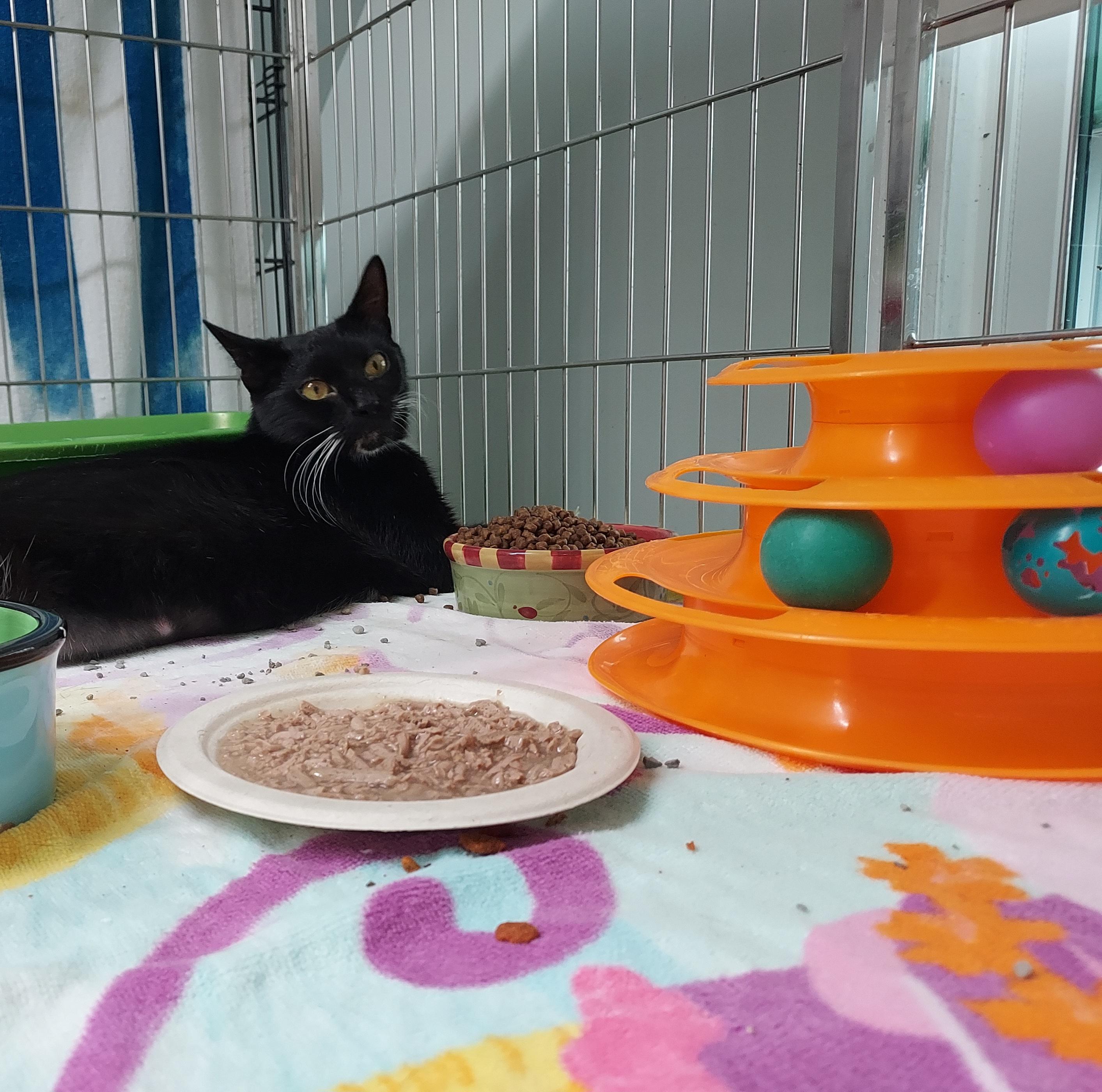 Doodle, a Adoptable Domestic Short Hair in Ellicott City, MD image 4/5