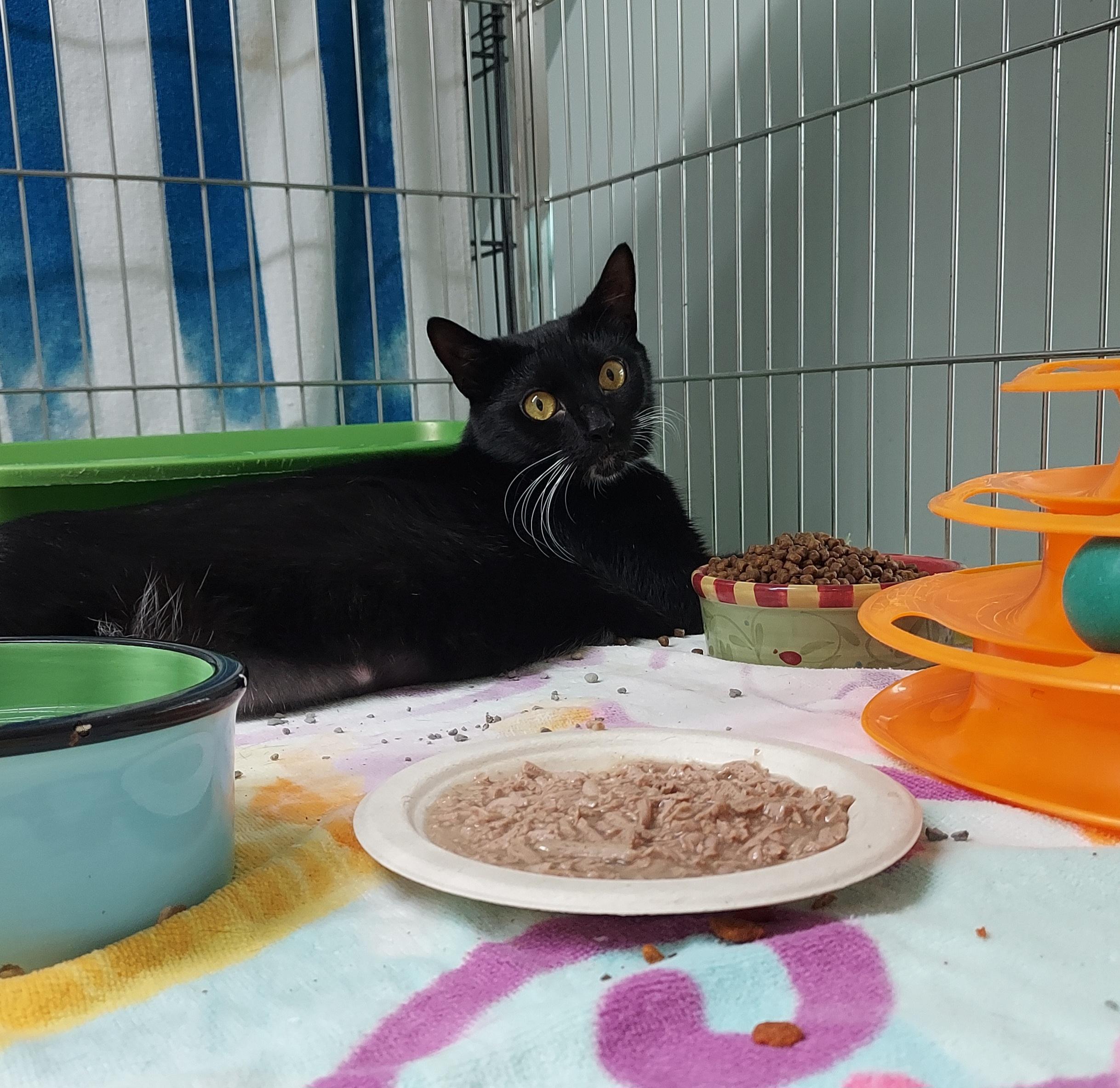 Doodle, a Adoptable Domestic Short Hair in Ellicott City, MD image 3/5