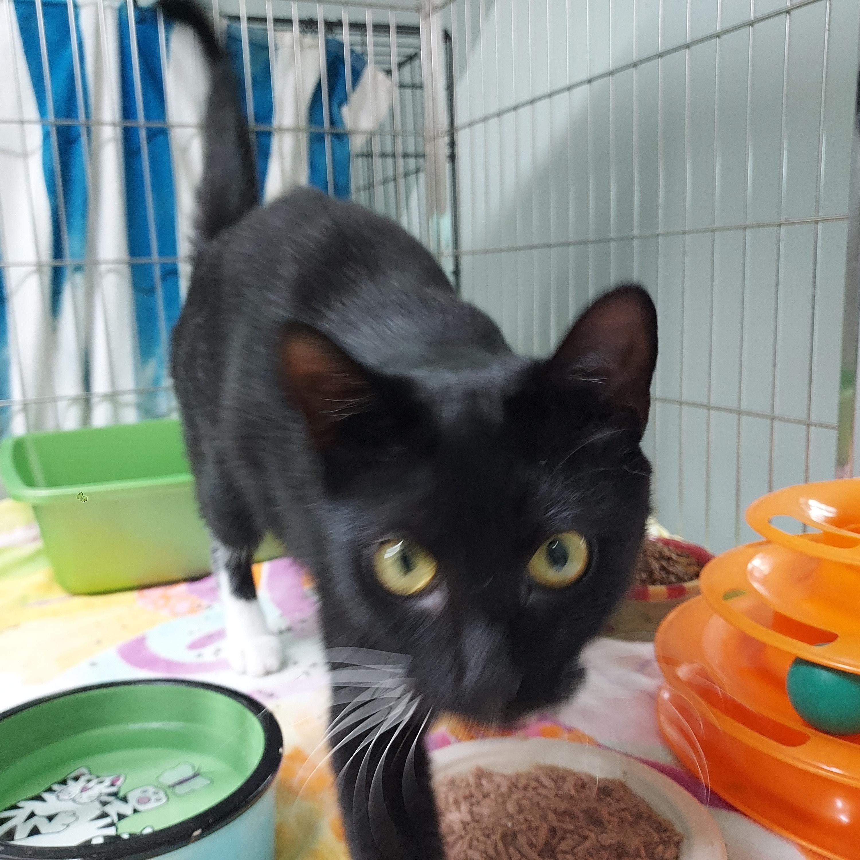 Doodle, a Adoptable Domestic Short Hair in Ellicott City, MD image 5/5