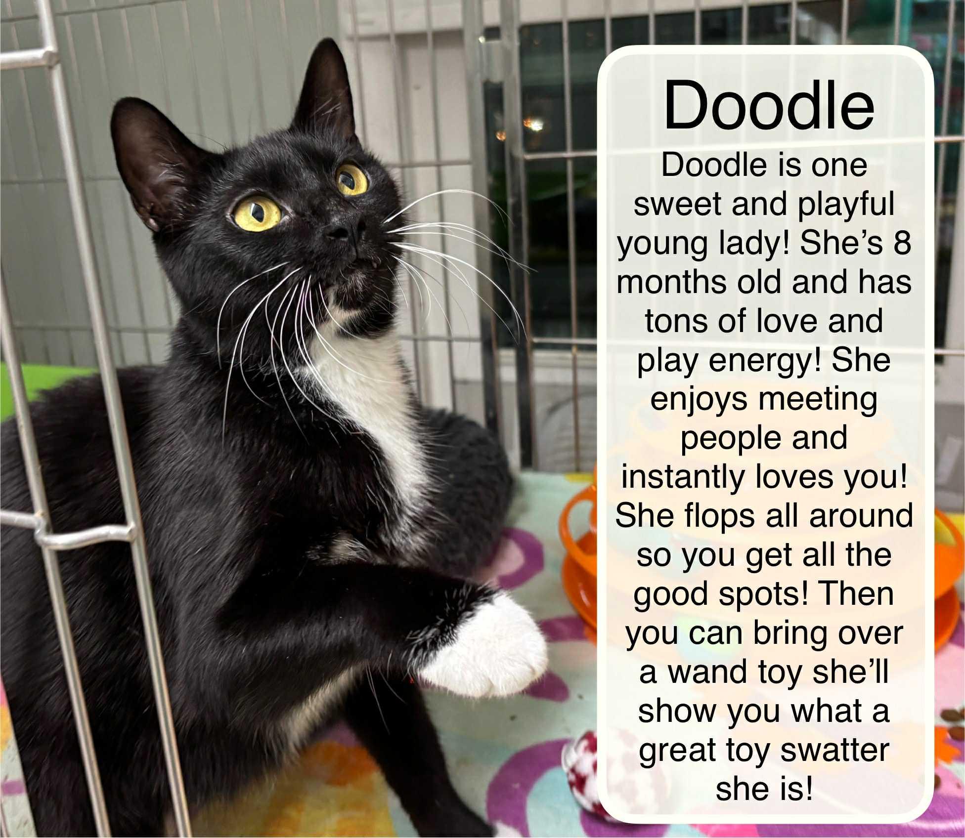 Doodle, Adoptable, Young Female Domestic Short Hair.
