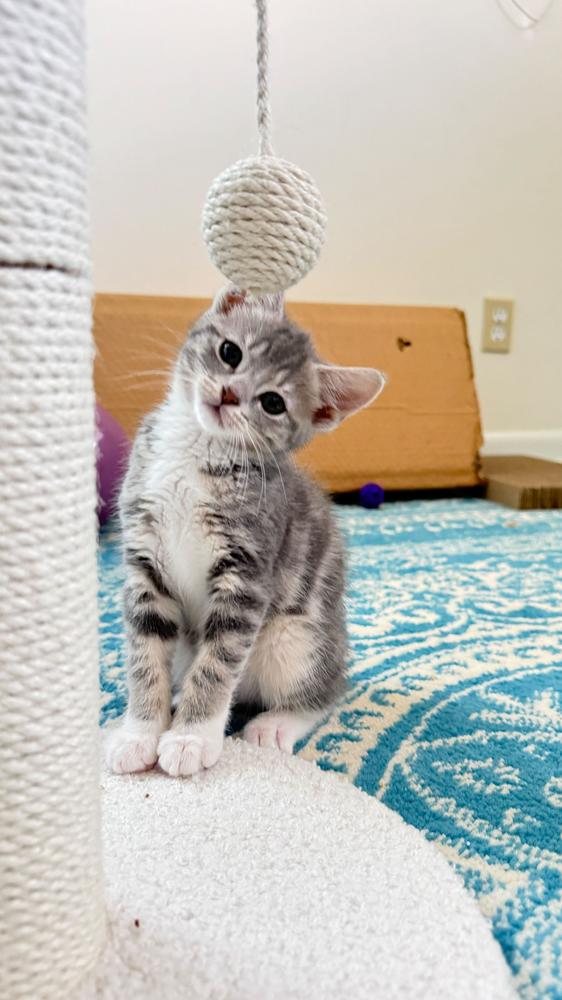 Ruffles, Adoptable, Kitten Female Domestic Medium Hair.