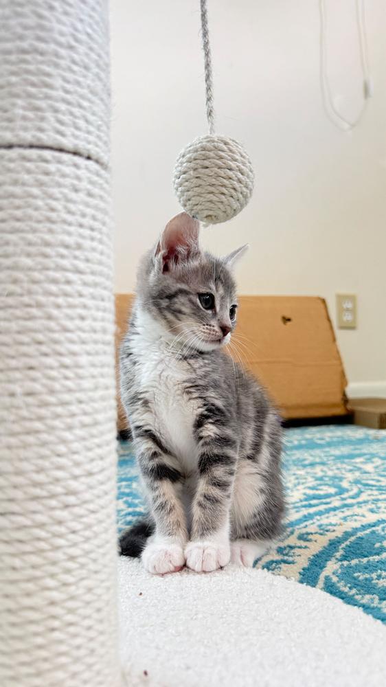 Ruffles, a Adoptable mixed breed in Milltown, NJ image 2/2