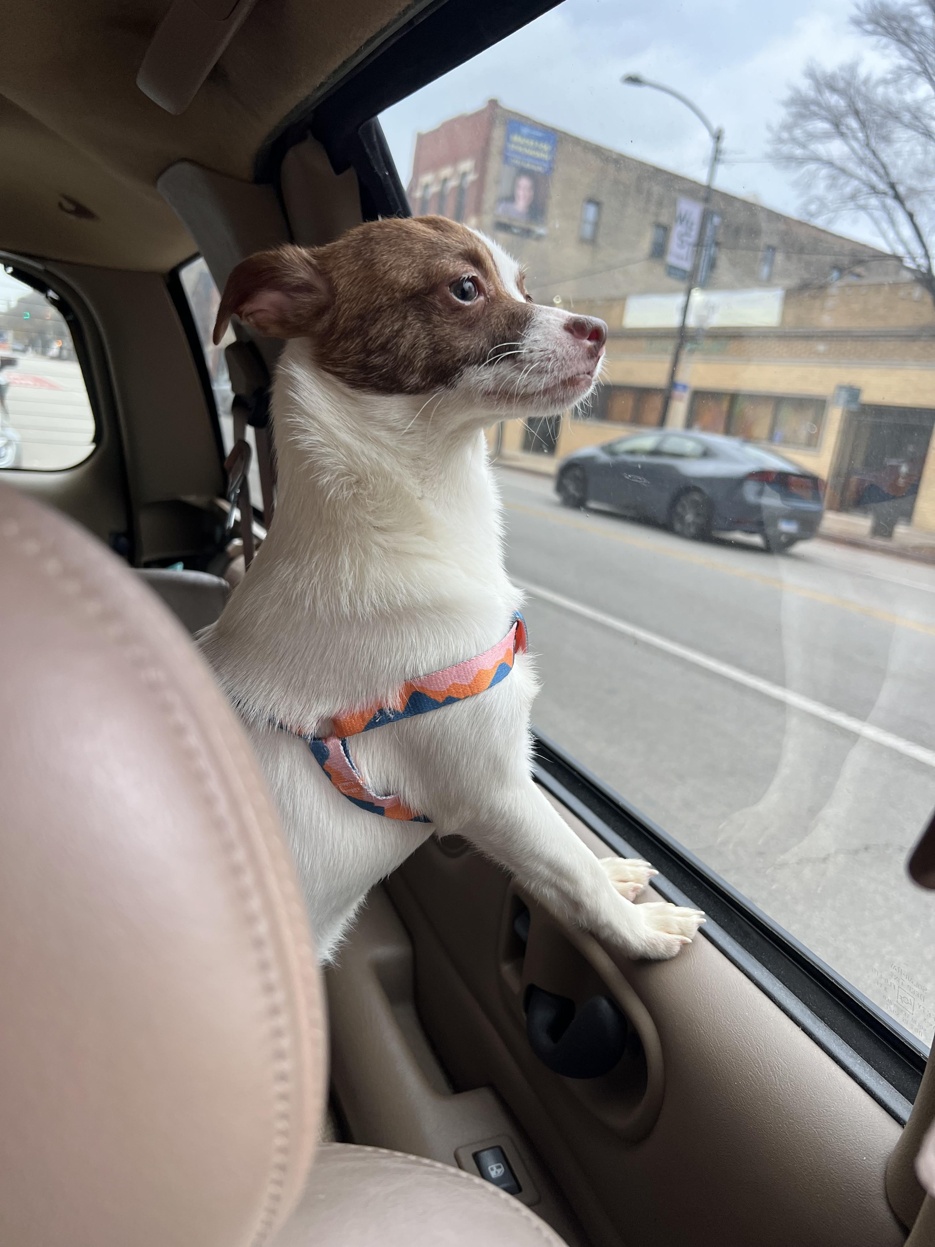 Arabela, ADOPTABLE, Puppy Female Chihuahua.