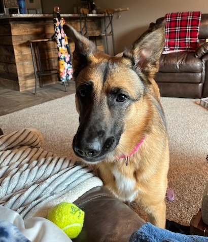 Sandy-I24037, a Adoptable mixed breed in Anoka, MN image 1/5