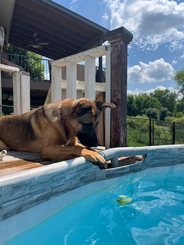 Sandy-I24037, a Adoptable mixed breed in Anoka, MN image 2/5