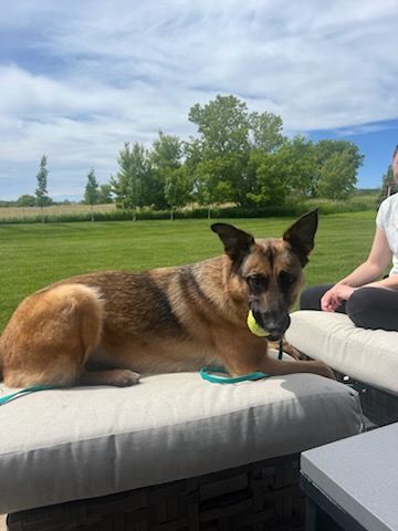 Sandy-I24037, a Adoptable mixed breed in Anoka, MN image 3/5