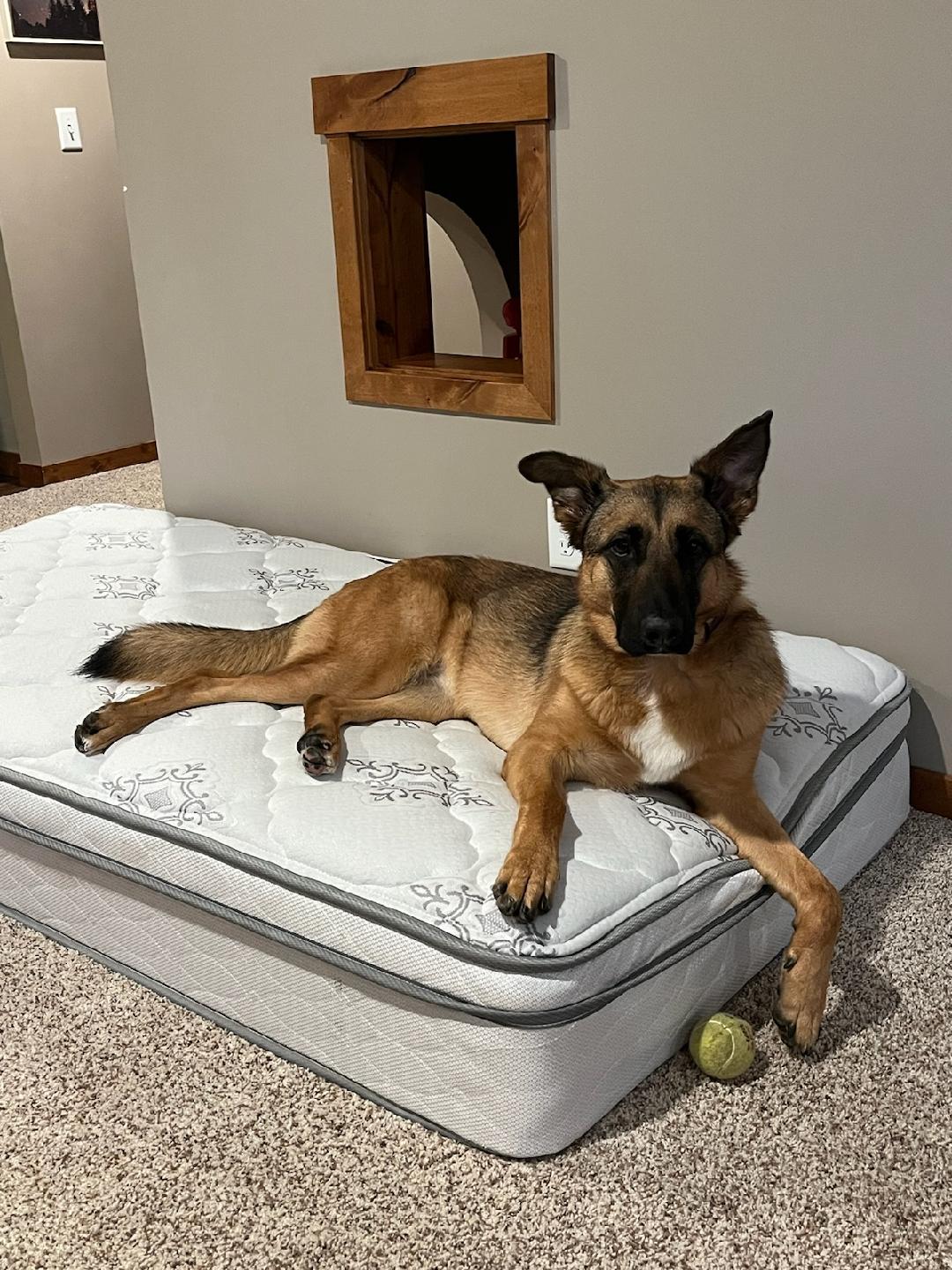 Sandy-I24037, a Adoptable mixed breed in Anoka, MN image 4/5