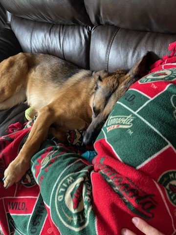 Sandy-I24037, a Adoptable mixed breed in Anoka, MN image 5/5