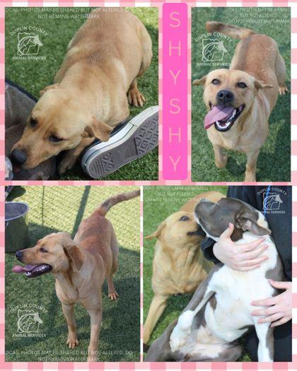 Enlarge SHY SHY, a Adoptable mixed breed in Kenansville, NC image 1/1