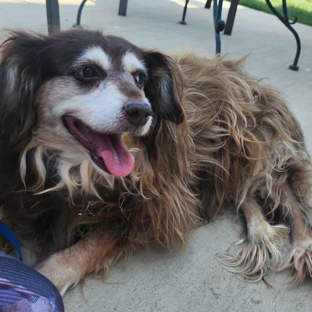 Enlarge Bea Arthur, a Adoptable mixed breed in Bend, OR image 1/6