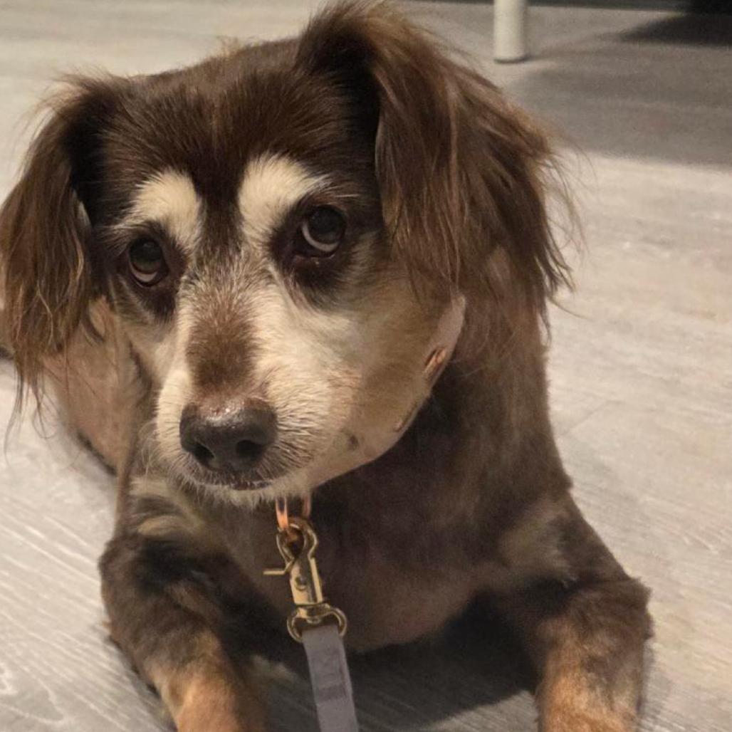 Enlarge Bea Arthur, a Adoptable mixed breed in Bend, OR image 3/6