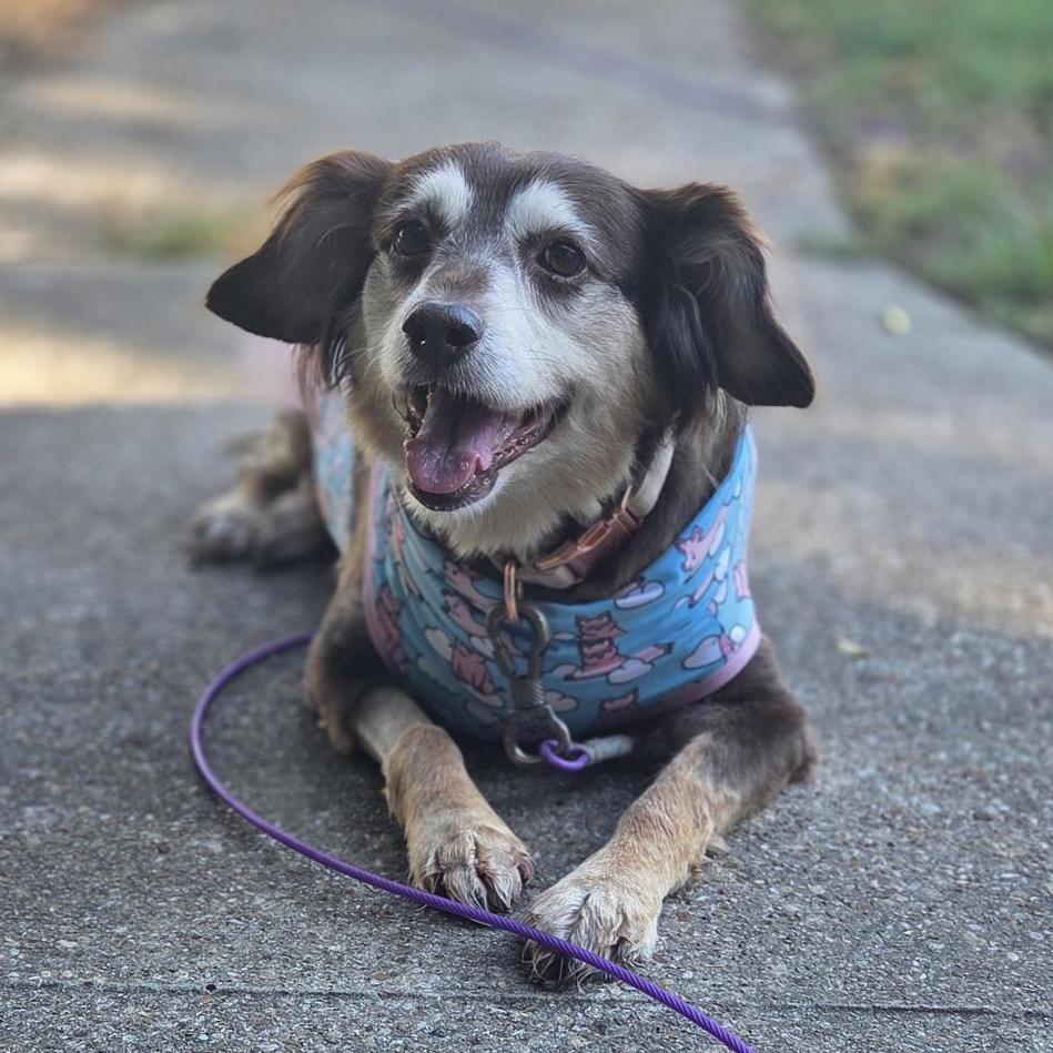 Enlarge Bea Arthur, a Adoptable mixed breed in Bend, OR image 4/6