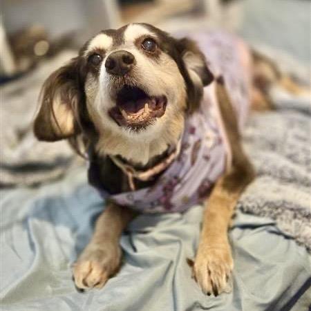 Enlarge Bea Arthur, a Adoptable mixed breed in Bend, OR image 5/6