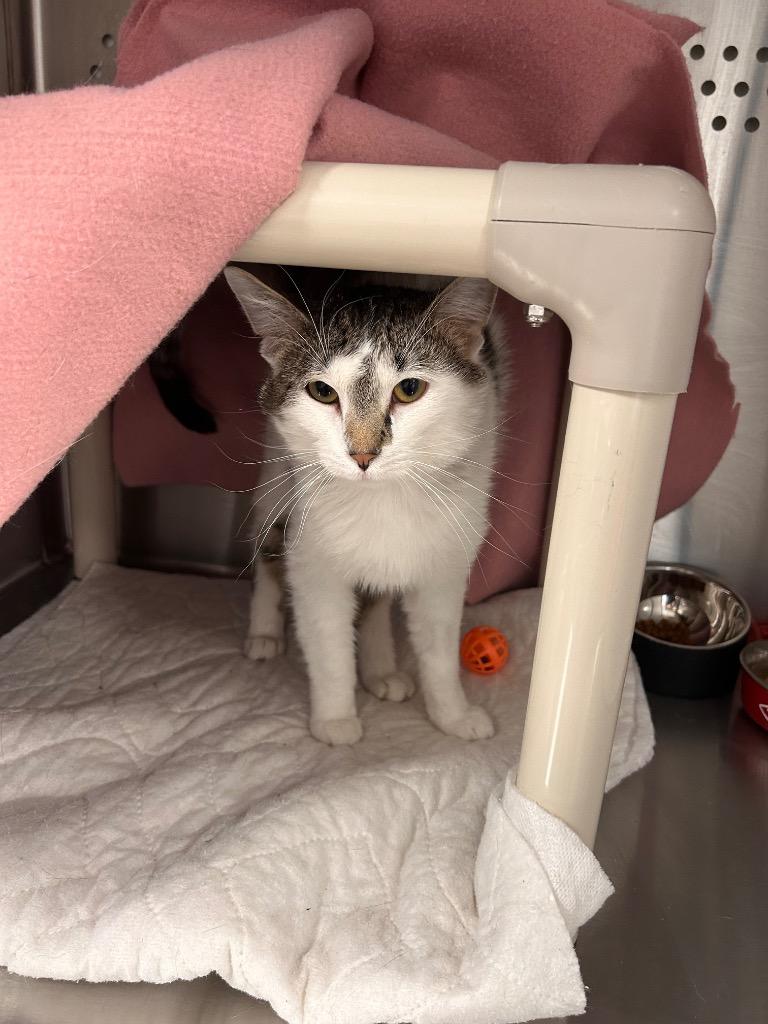 Enlarge Ash, a Adoptable mixed breed in Minot, ND image 1/1