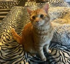 Enlarge Cooper, a Adopted Domestic Short Hair in Rockville, MD image 1/1