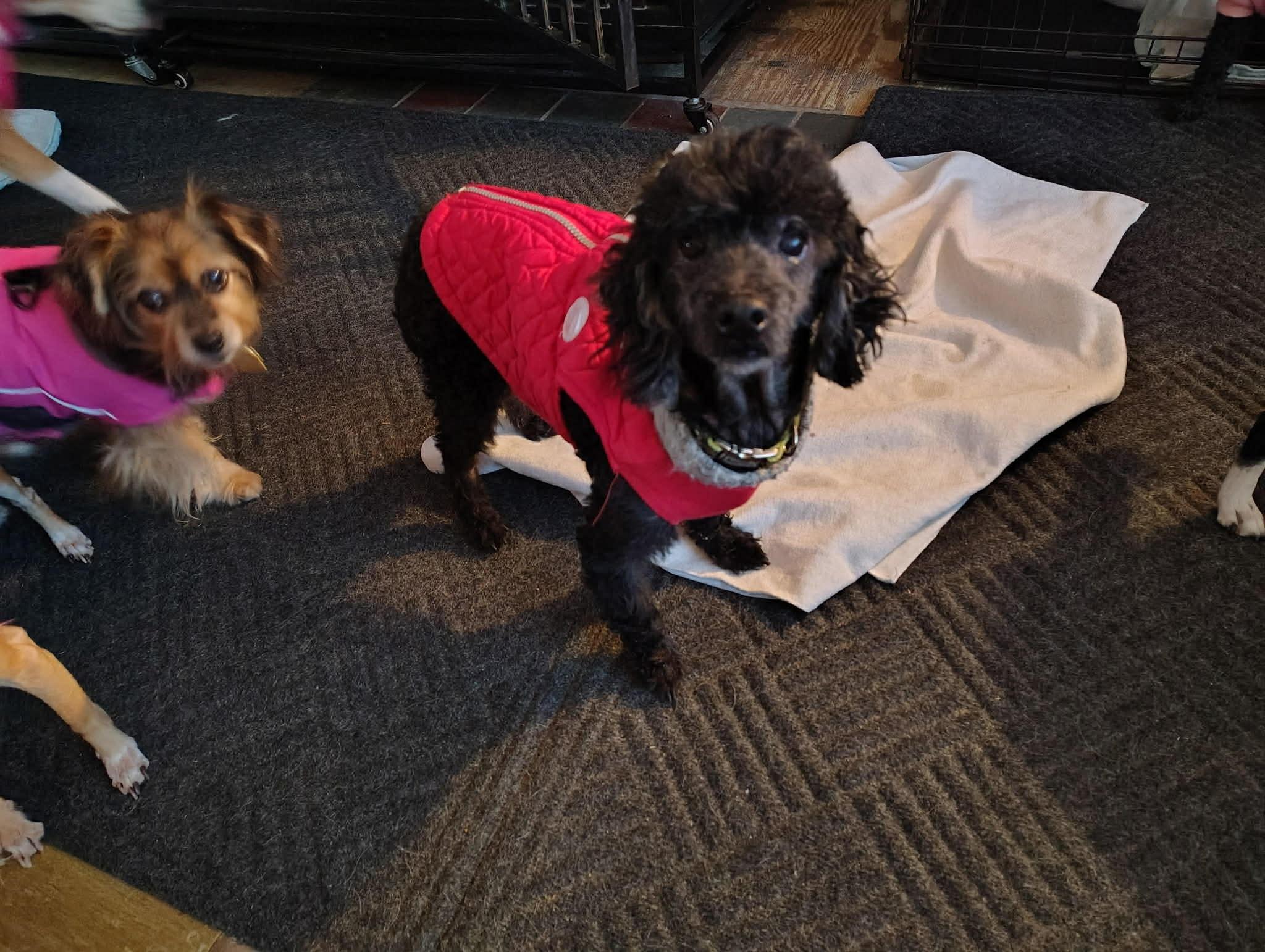 Enlarge Courtesy Post - Oreo, an adopted Miniature Poodle in Vernon, CT image 1/1