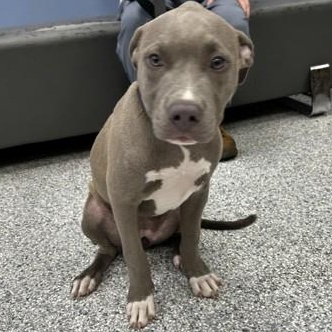 Whisper, adopted, Young Female Pit Bull Terrier.