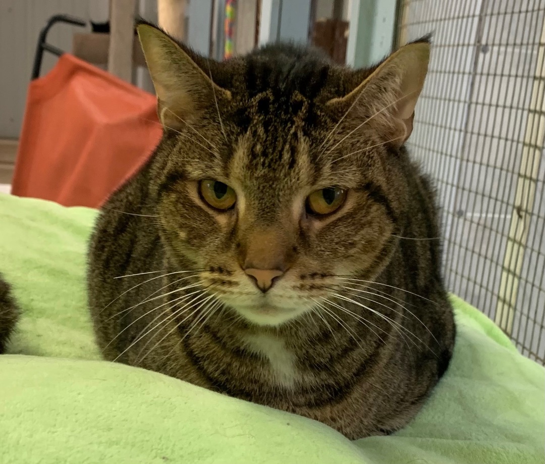 Turbo, Adoptable, Adult Male Bengal.