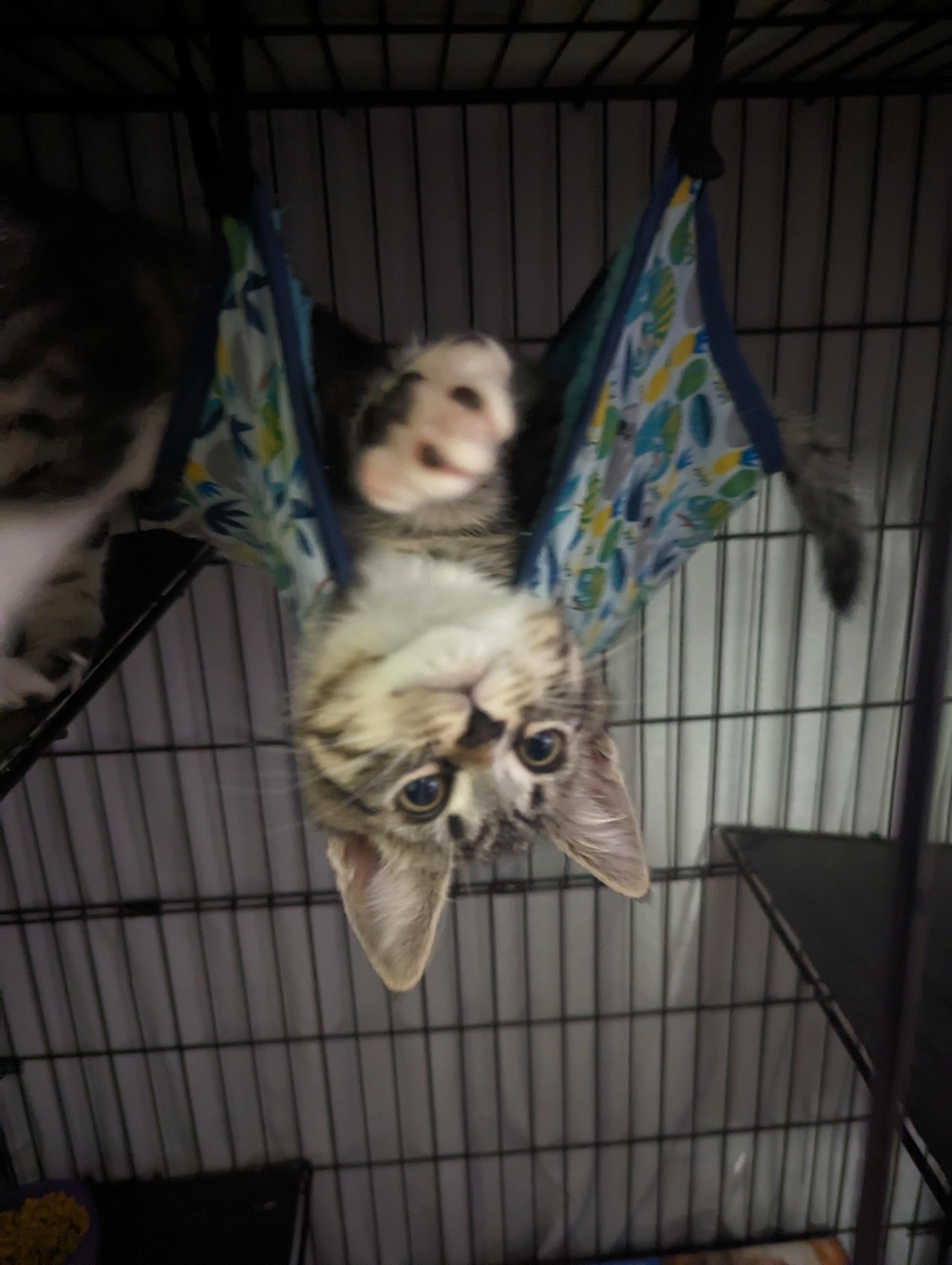 Tom Foolery, Adoptable, Adult Male Domestic Medium Hair.