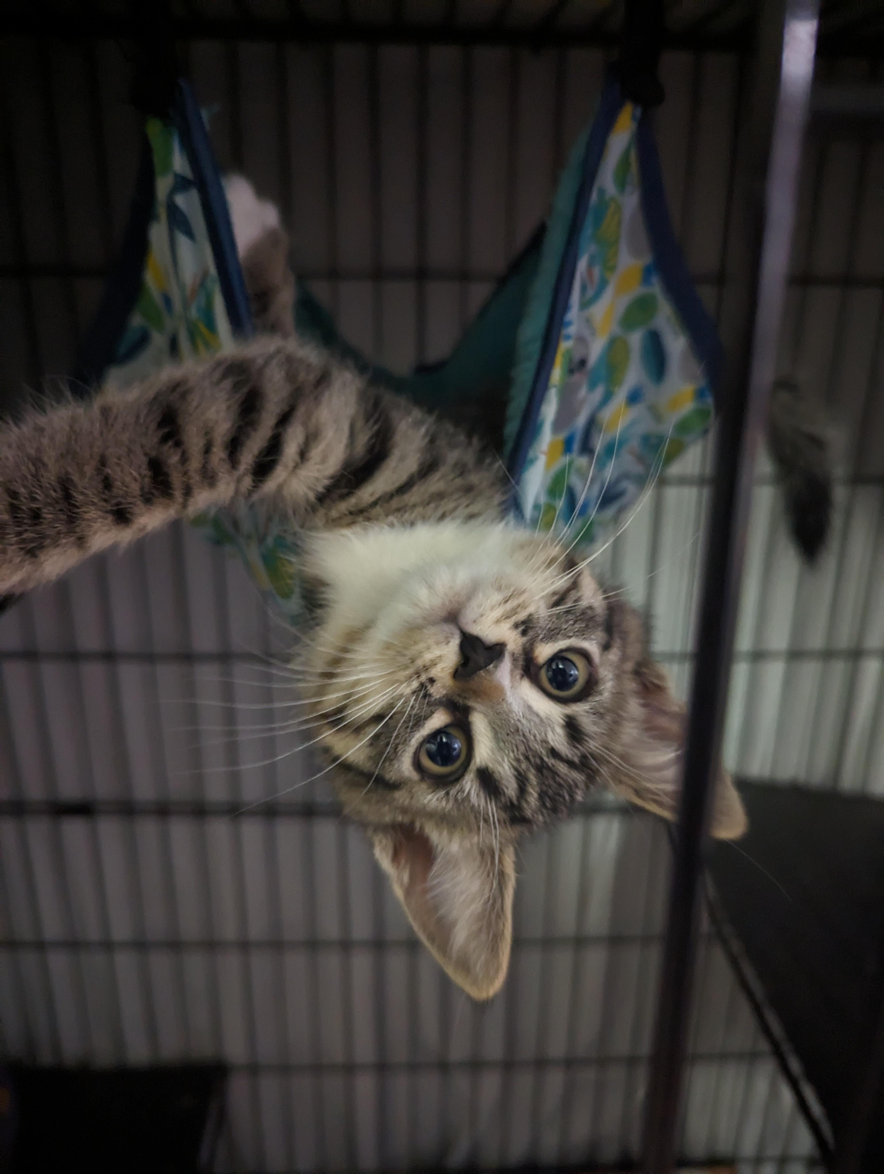 Enlarge Tom Foolery, a Adoptable Domestic Medium Hair in Wasilla, AK image 2/3