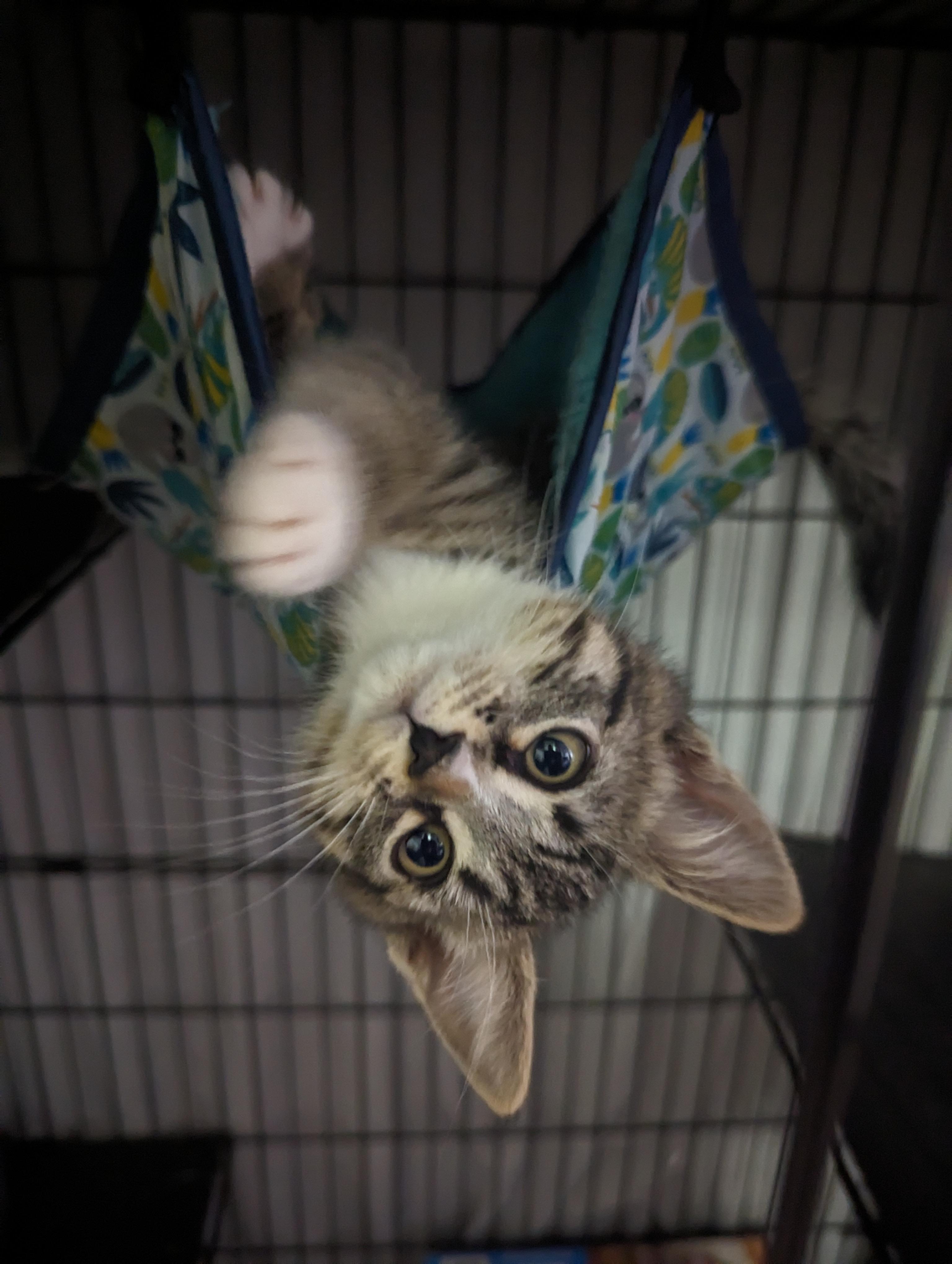 Enlarge Tom Foolery, a Adoptable Domestic Medium Hair in Wasilla, AK image 3/3