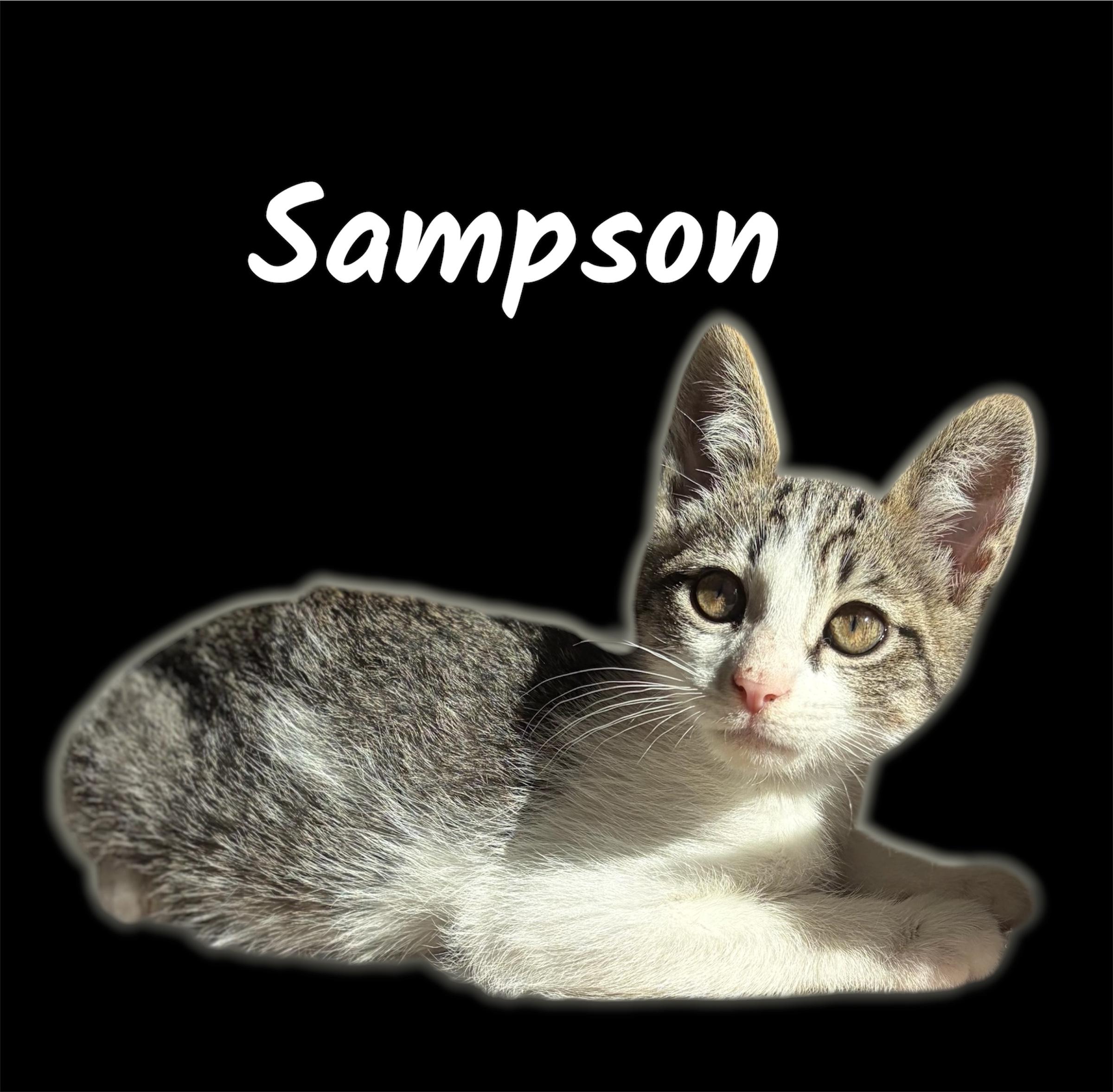 Enlarge Sampson, an adopted Domestic Short Hair in Auburn, CA image 1/1
