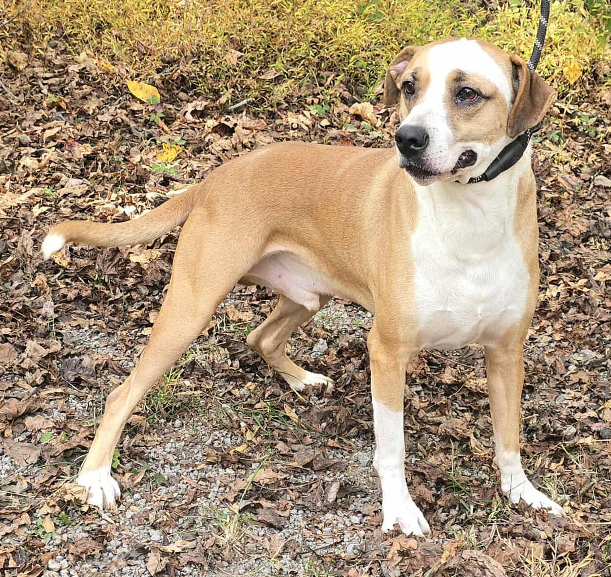 Enlarge Toby, a Adoptable mixed breed in Newport, TN image 2/5