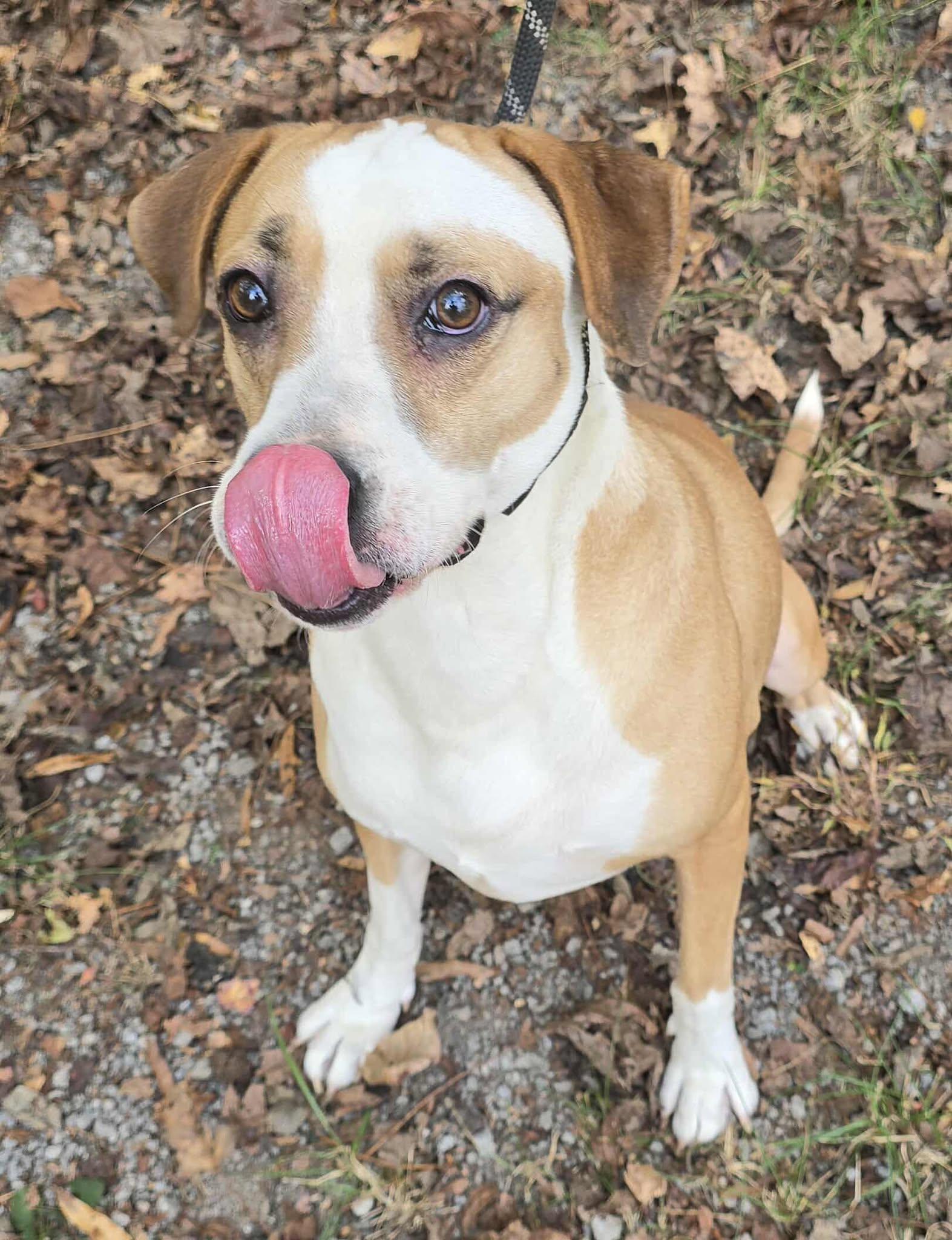 Enlarge Toby, a Adoptable mixed breed in Newport, TN image 3/5