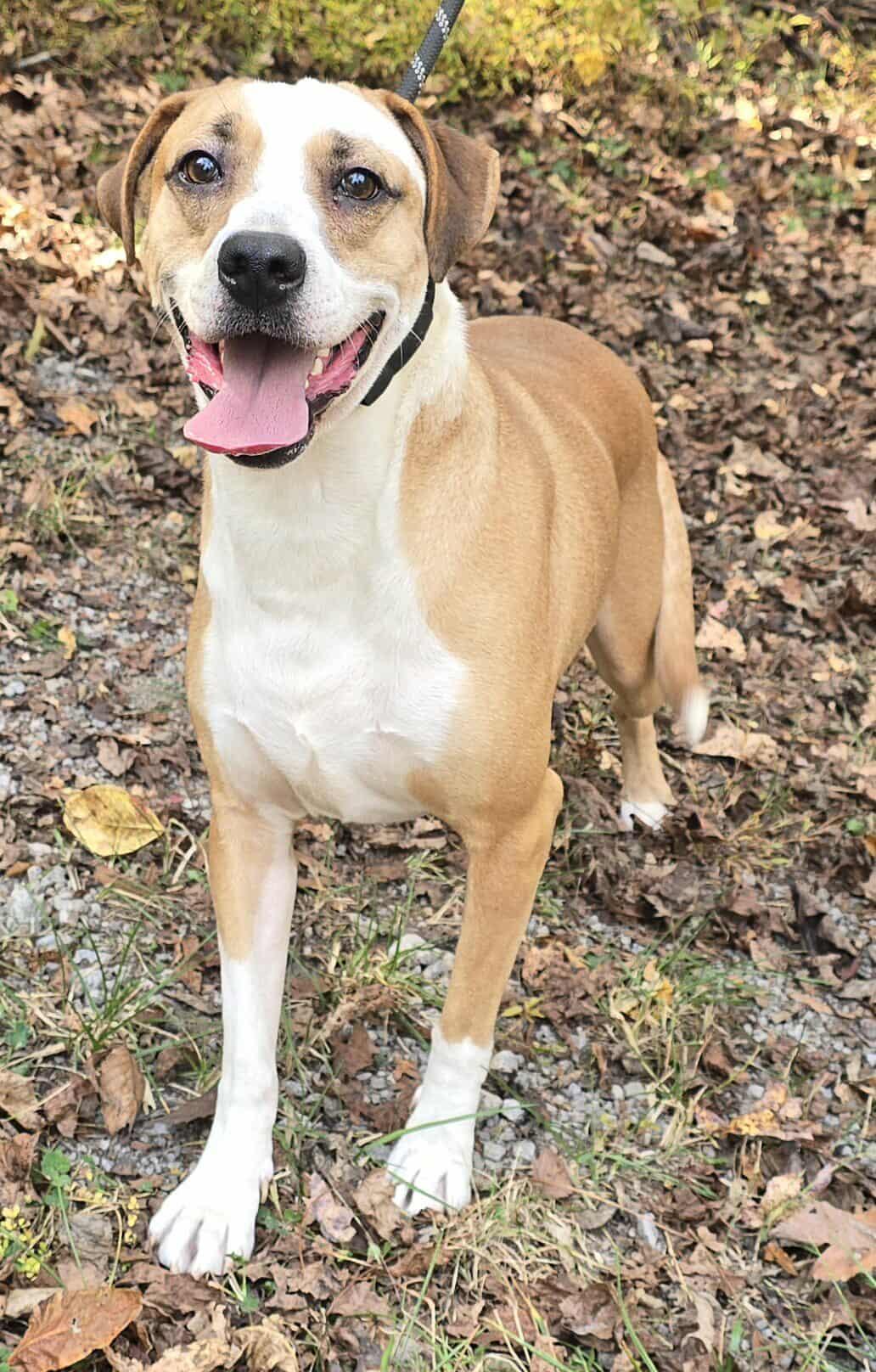 Enlarge Toby, a Adoptable mixed breed in Newport, TN image 4/5